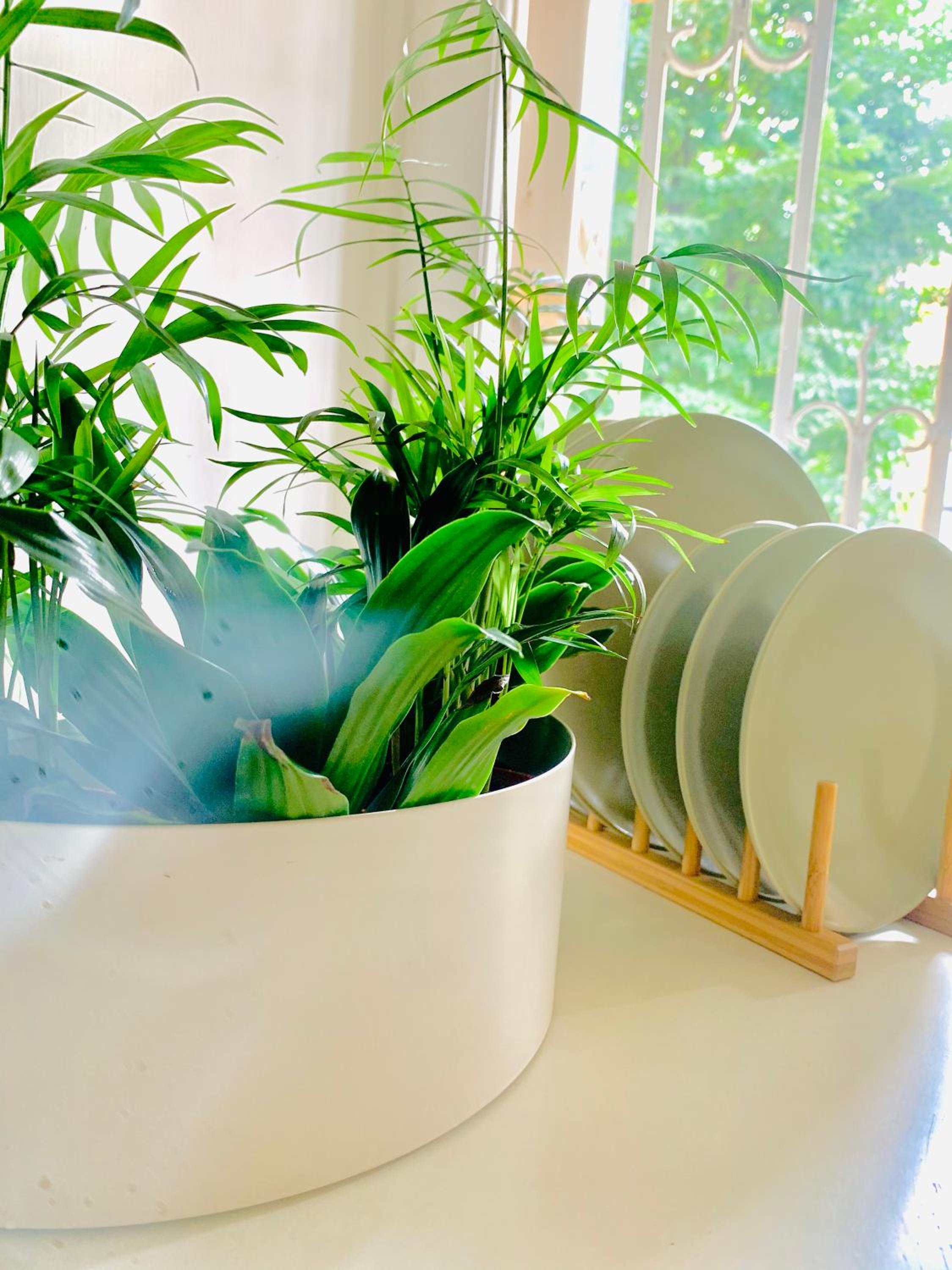 PLANT HOUSE Roma Eur