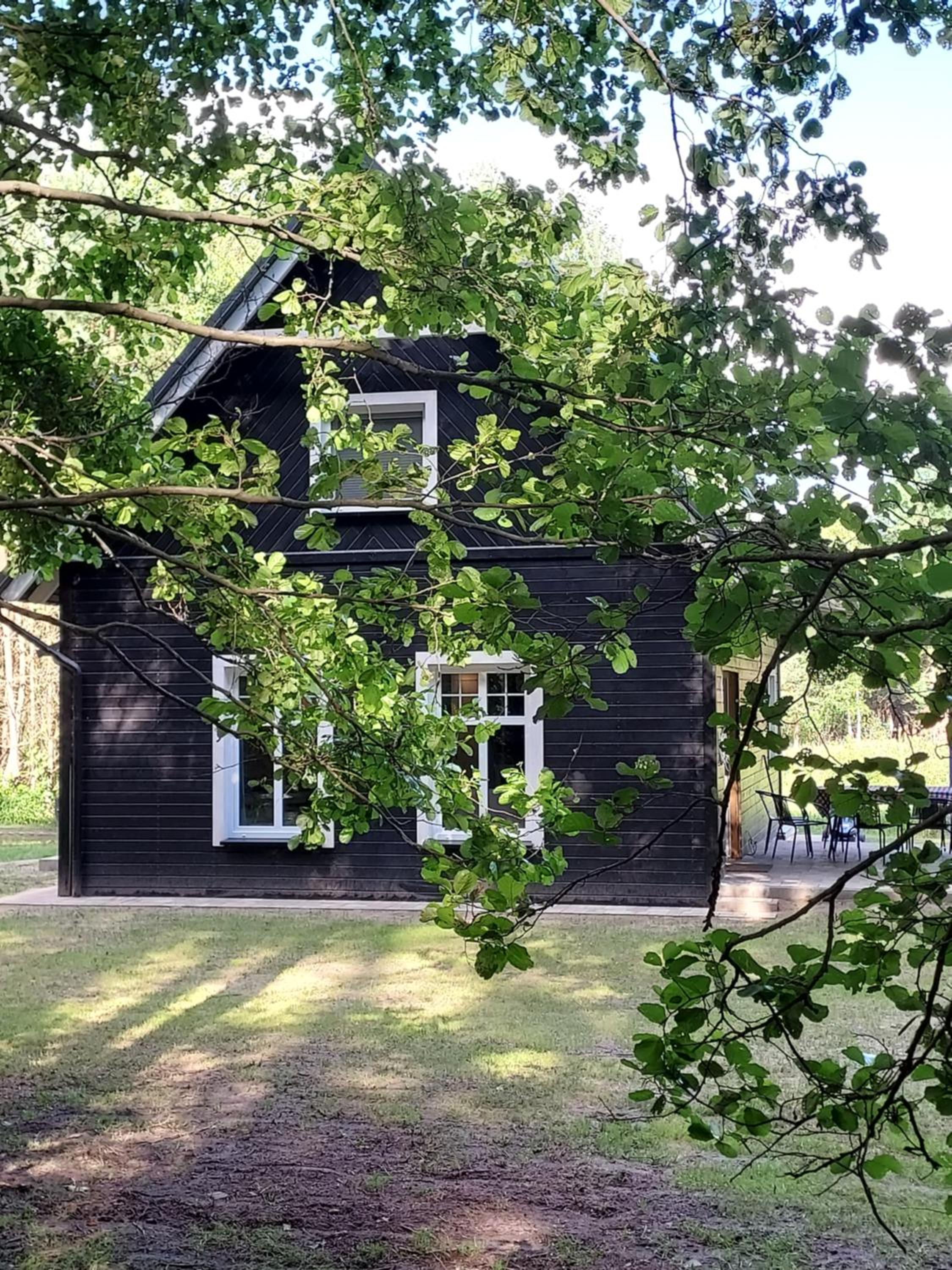 Czarny Dzięcioł
