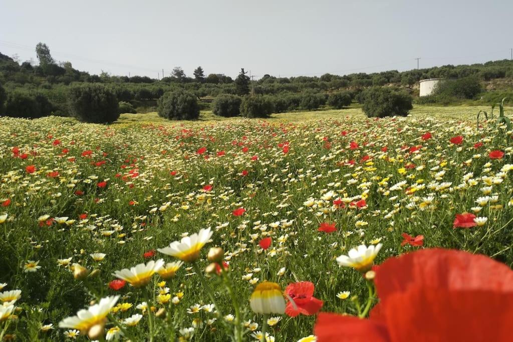 OLIVE LAND - ΓΗ ΤΗΣ ΕΛΙΑΣ / STONE VILLA.