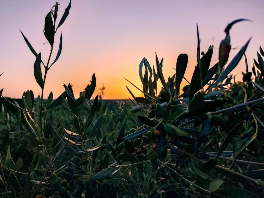 OLIVE LAND - ΓΗ ΤΗΣ ΕΛΙΑΣ / STONE VILLA.
