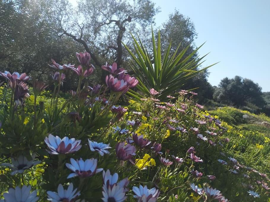 OLIVE LAND - ΓΗ ΤΗΣ ΕΛΙΑΣ / STONE VILLA.