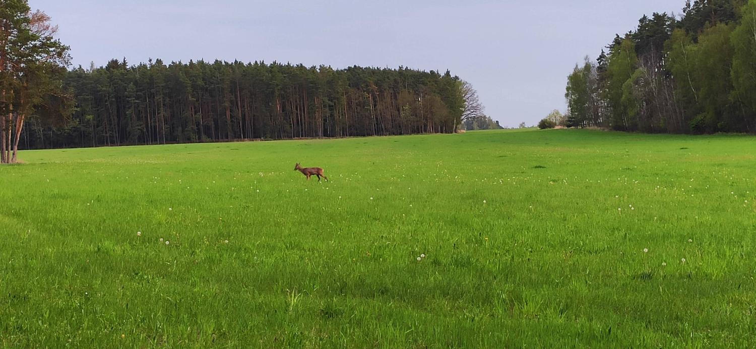Chata Mareček - v lesní osadě u řeky Lužnice