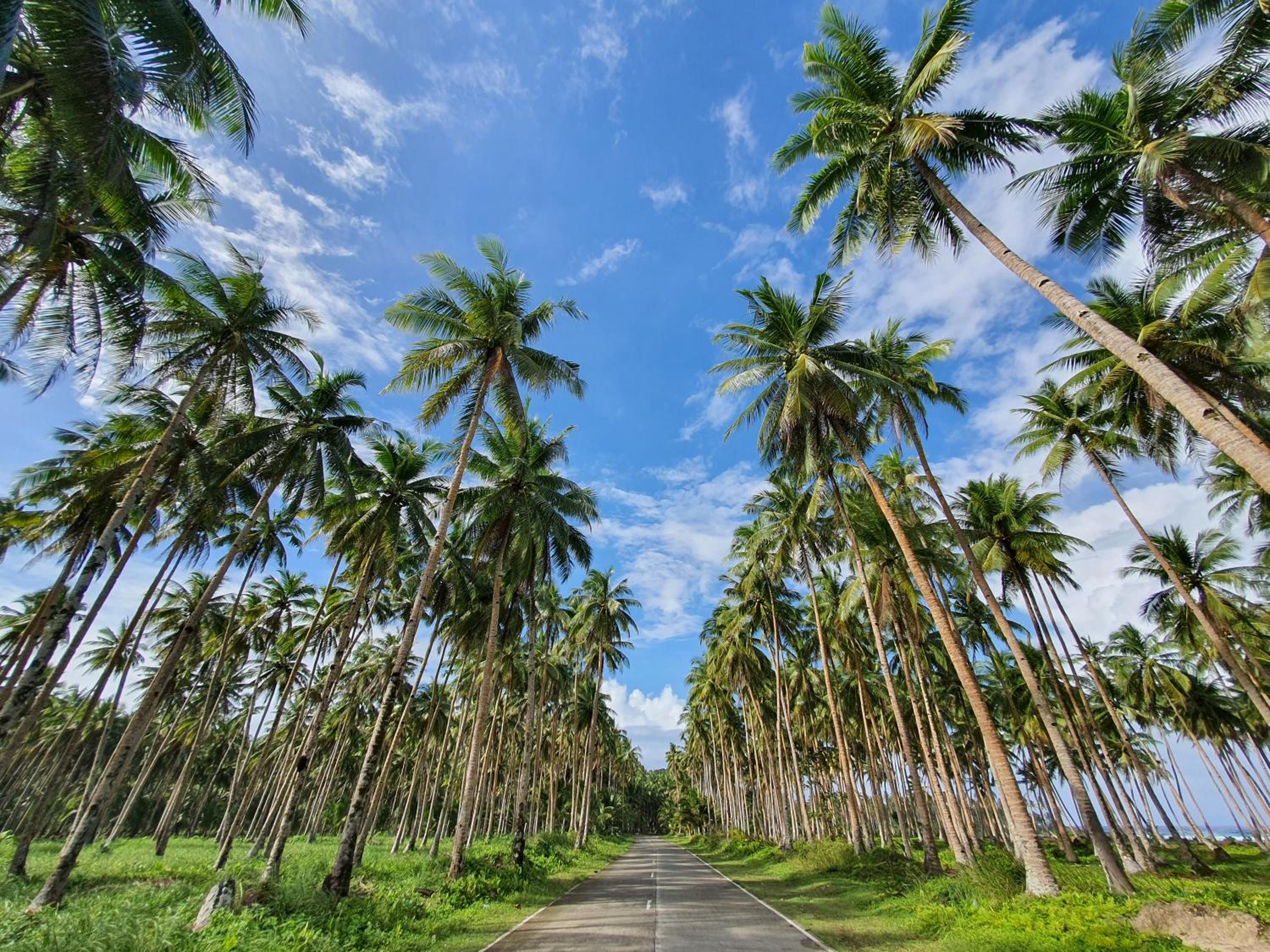Coleto Siargao