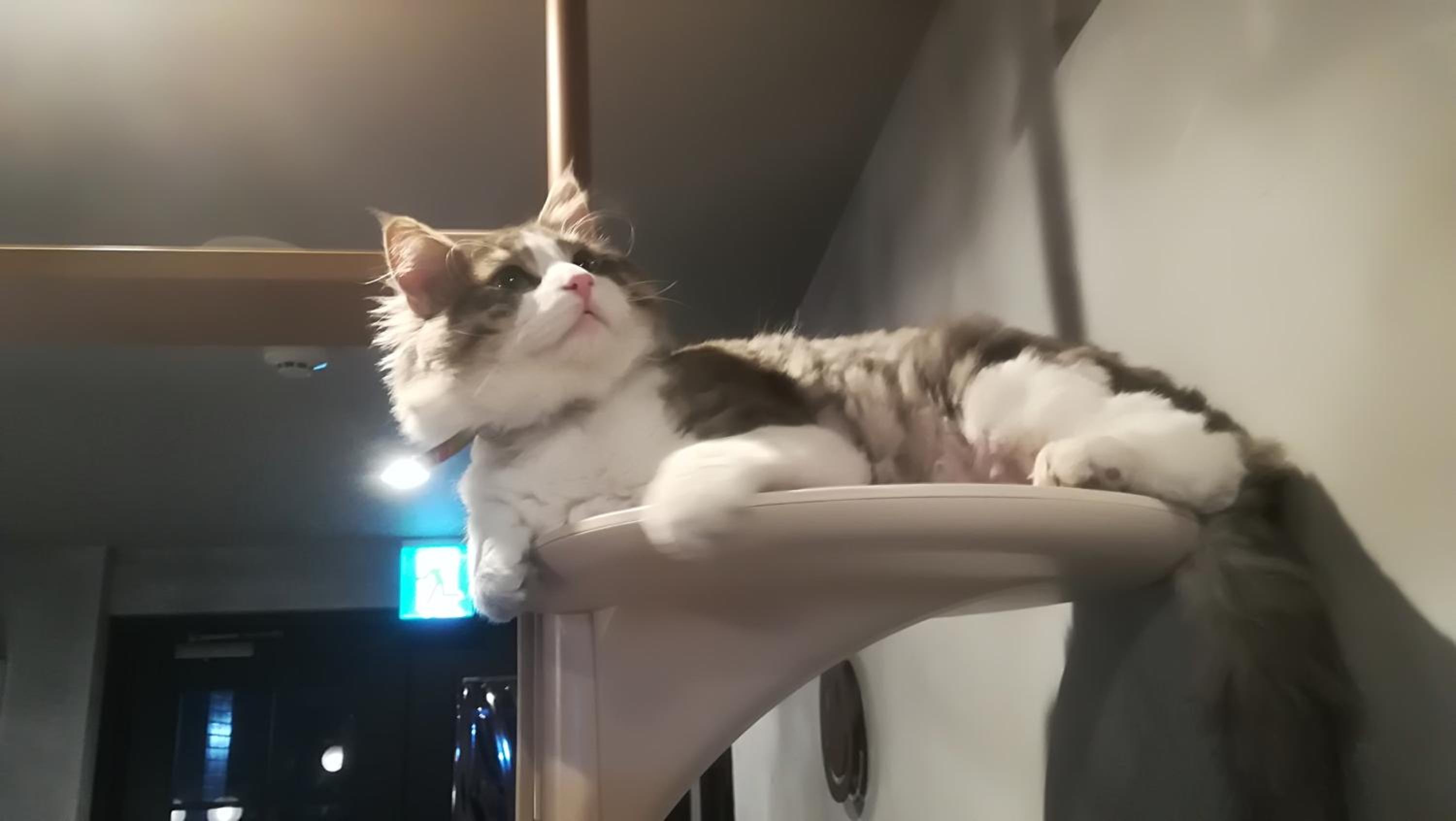 human