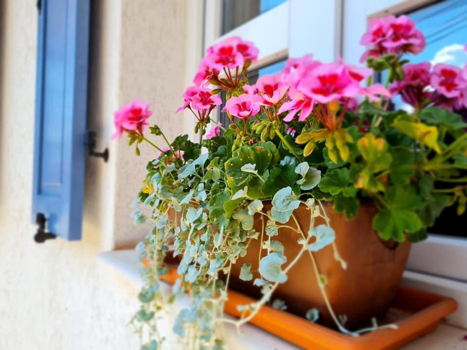 GUESTHOUSE MARIA / КЪЩА ЗА ГОСТИ МАРИЯ / GÄSTEHAUS MARIA