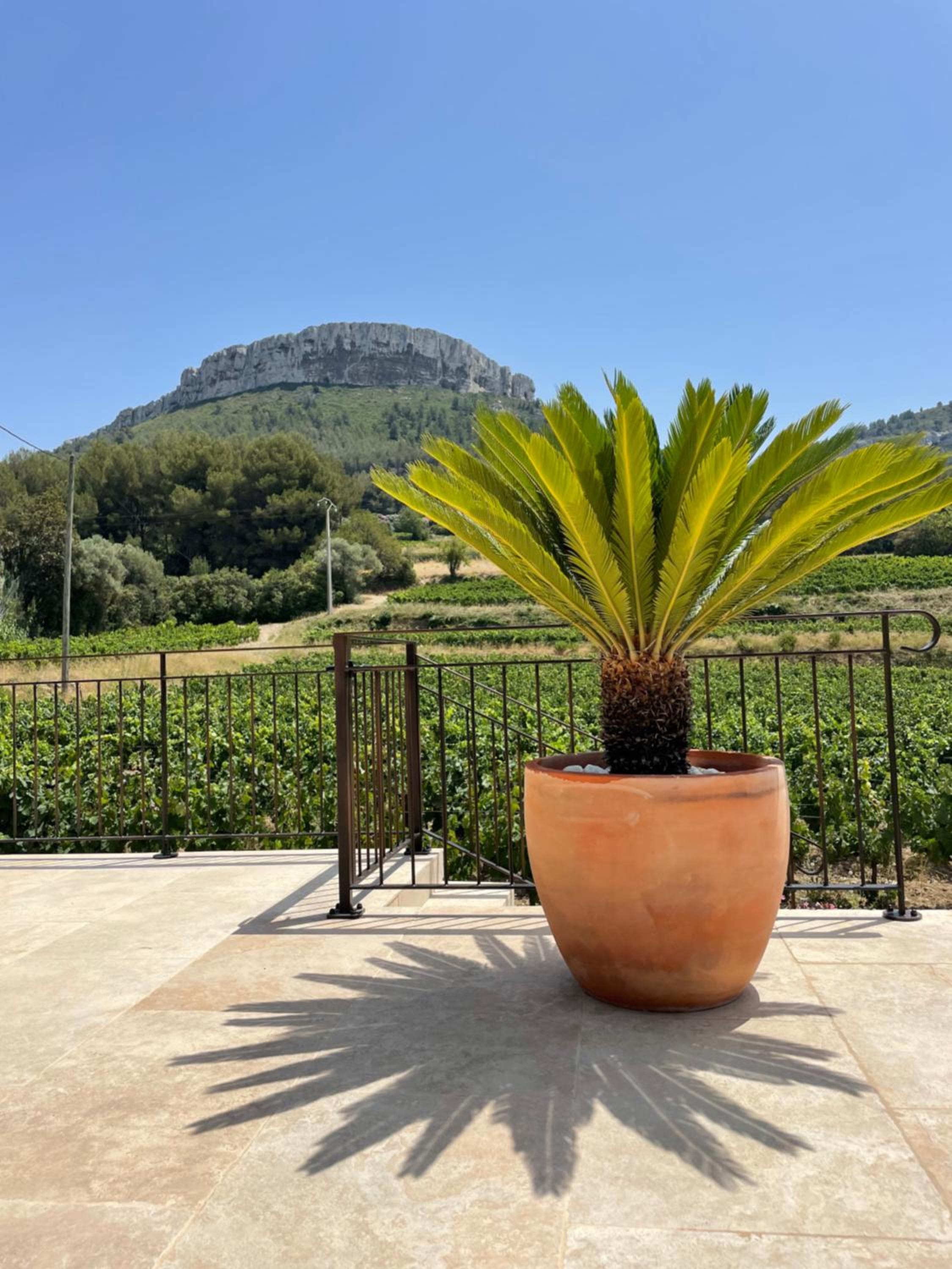 Côté vignes cassis, photo 46