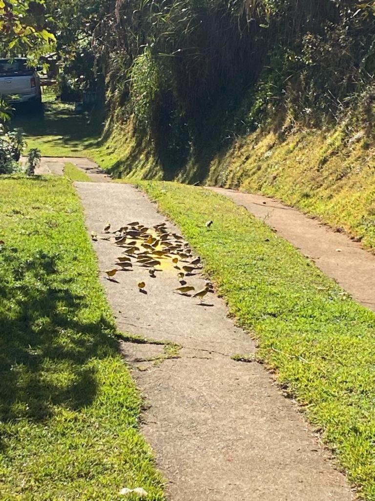 Sítio Maravilha em Domigos Martins