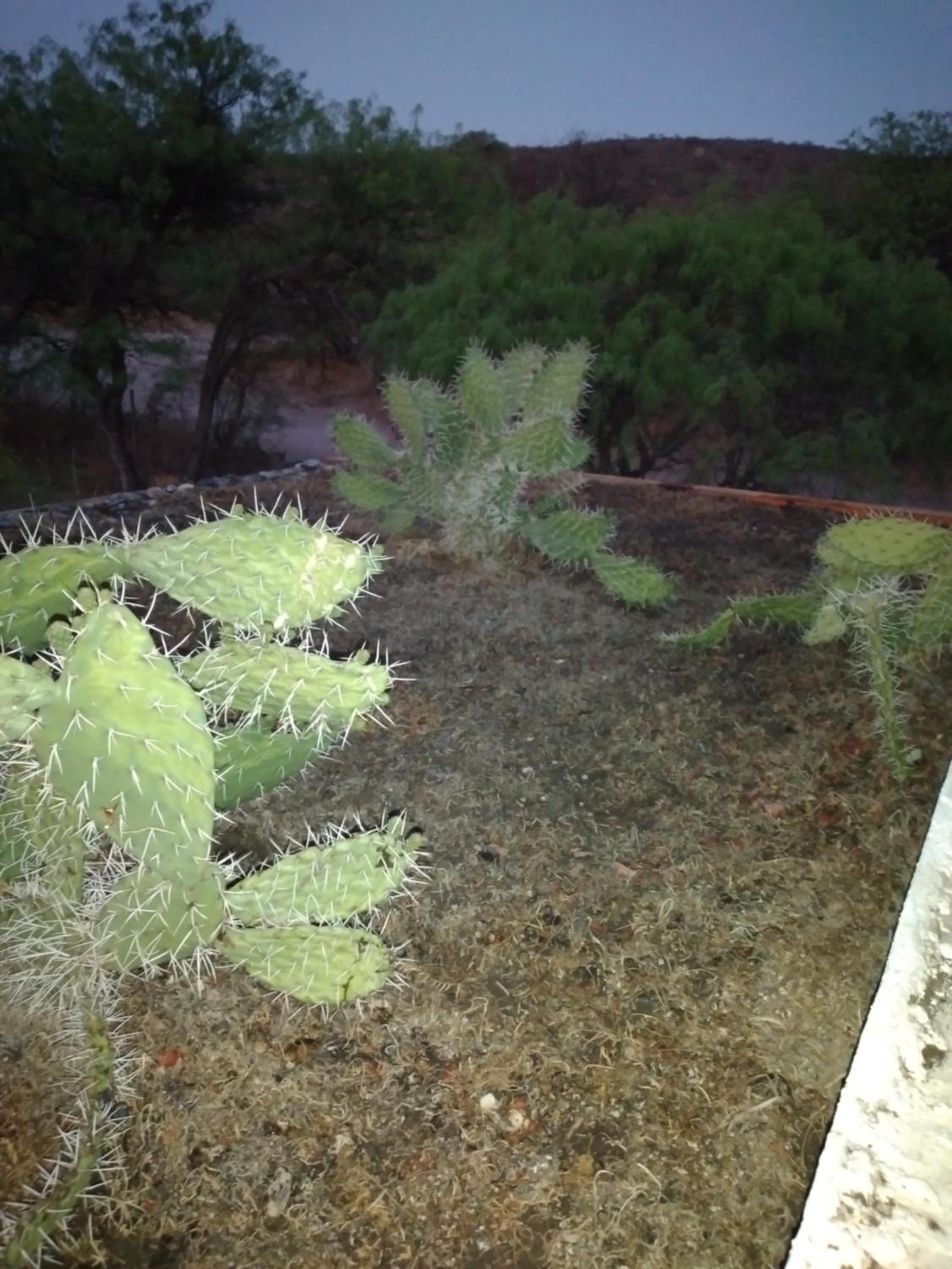 Jardin de Estrellas