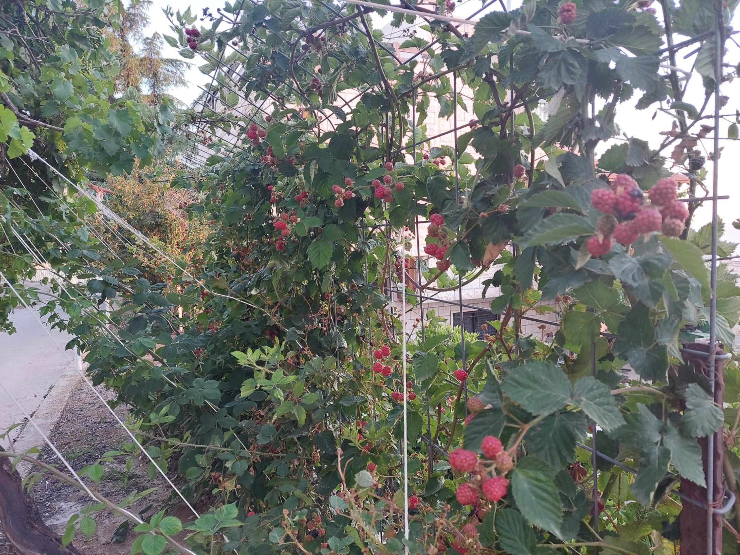 Photo 41