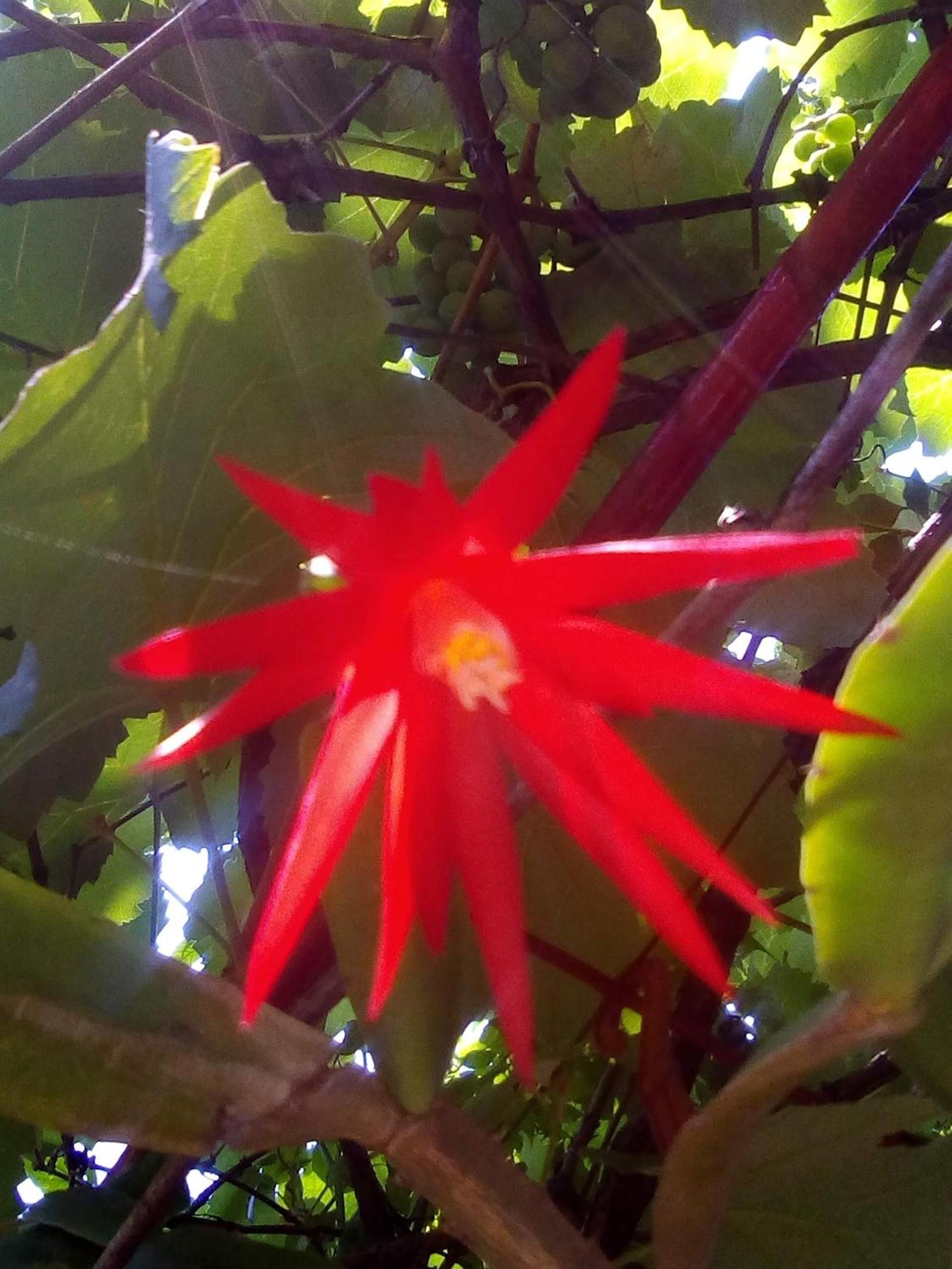 Cabaña Maracuya