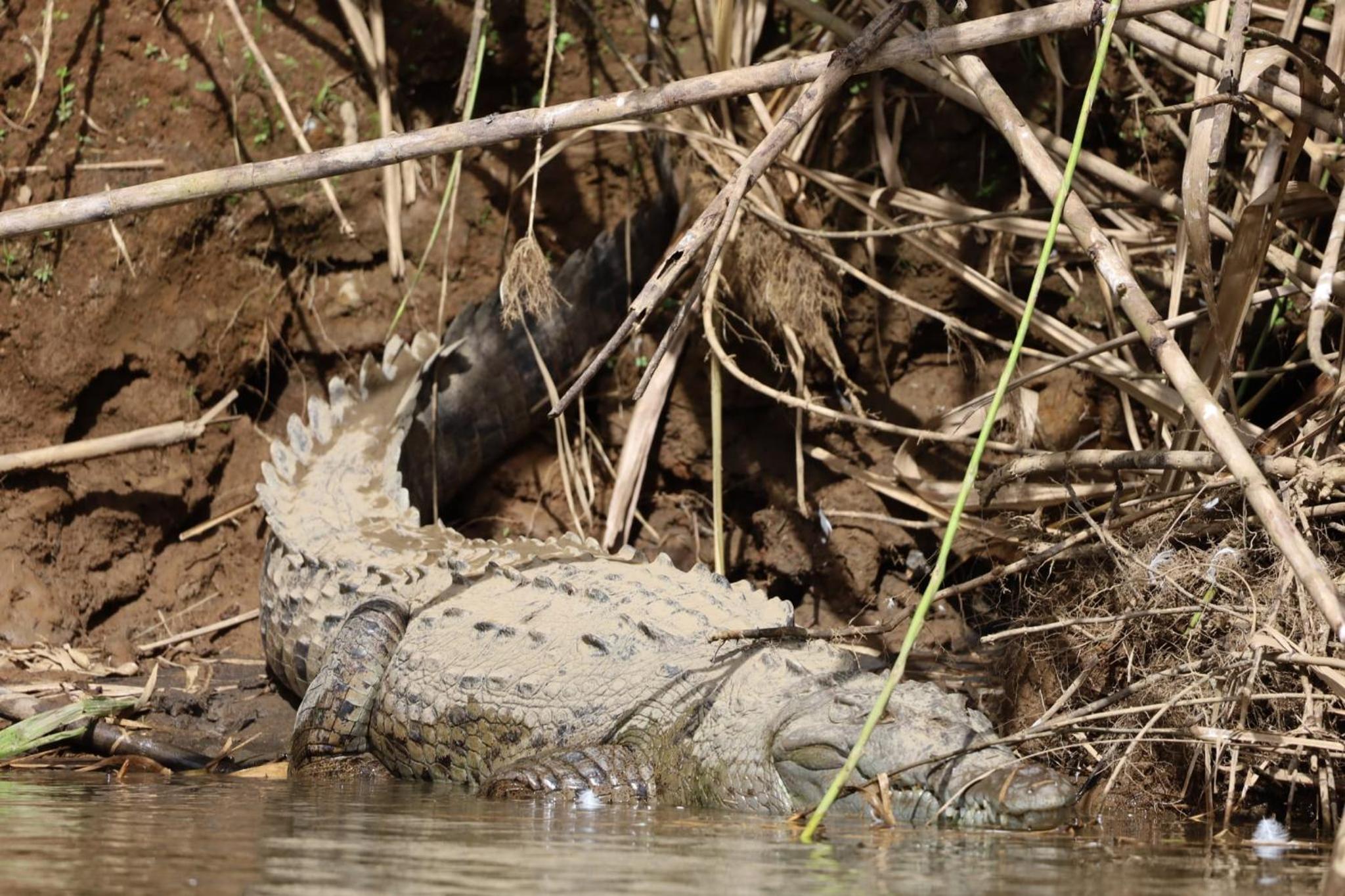 Iguanitas Lodge