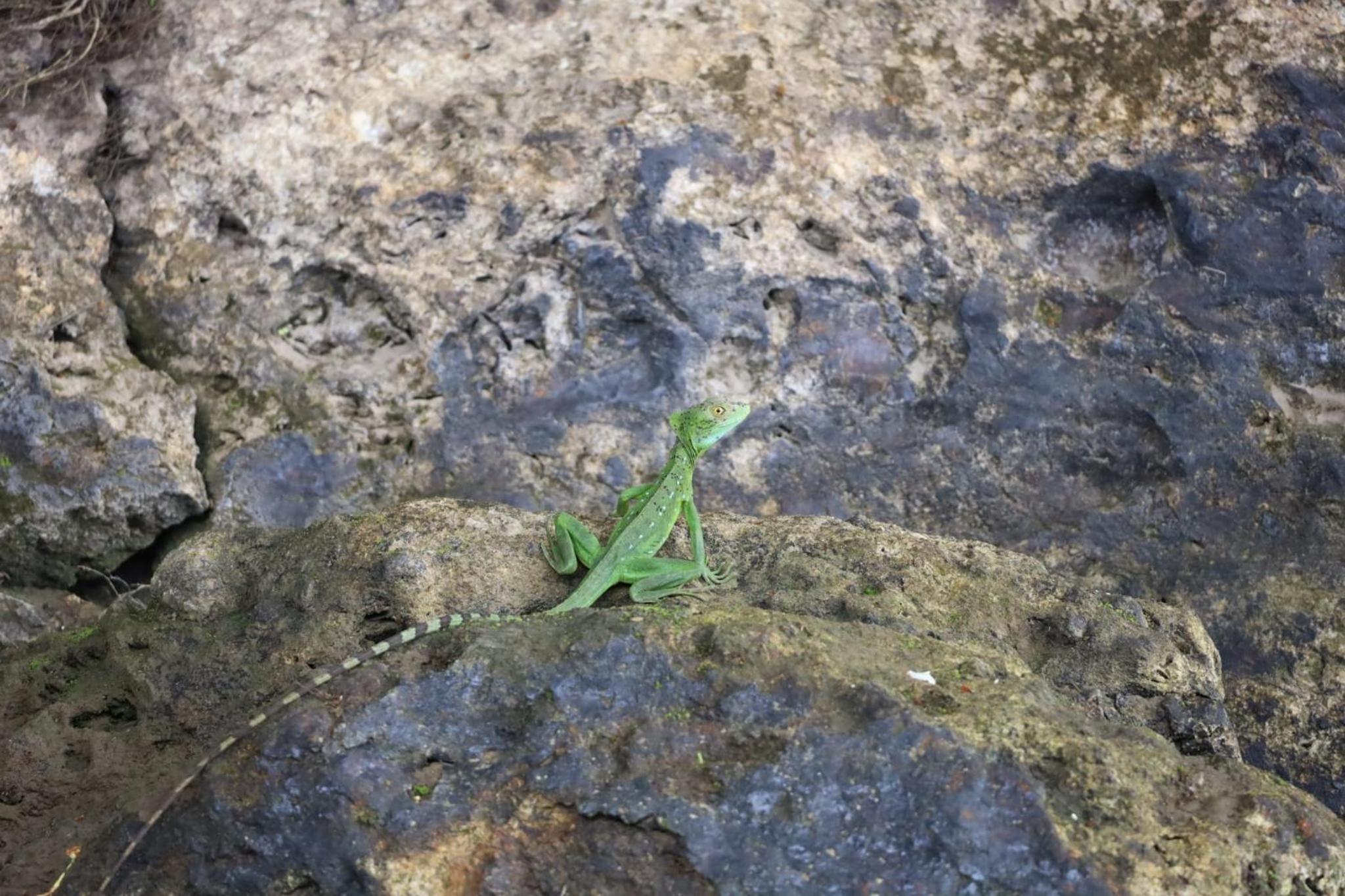 Iguanitas Lodge