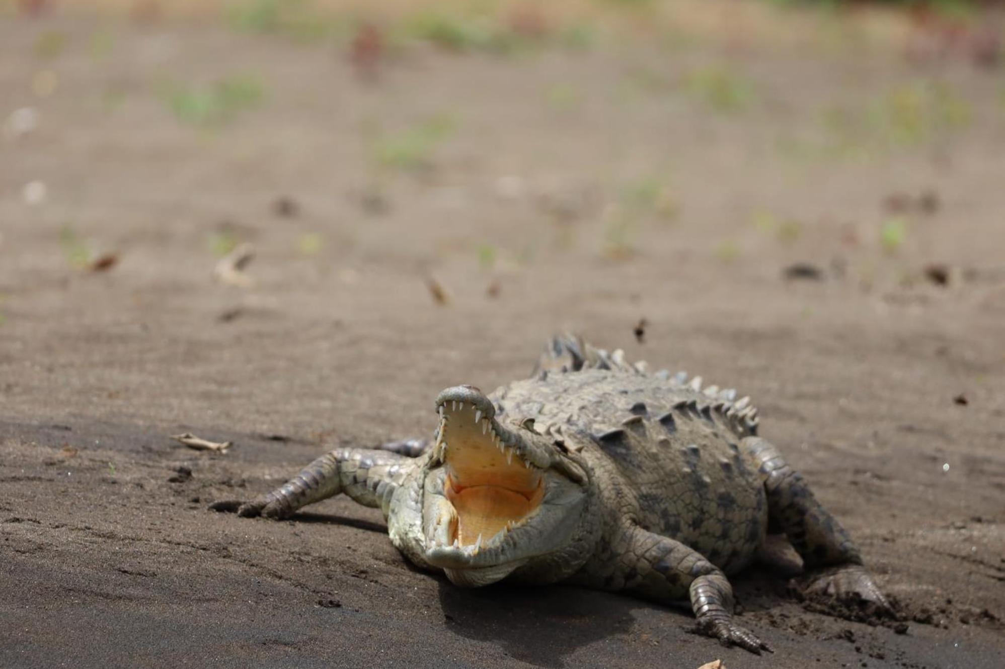 Iguanitas Lodge