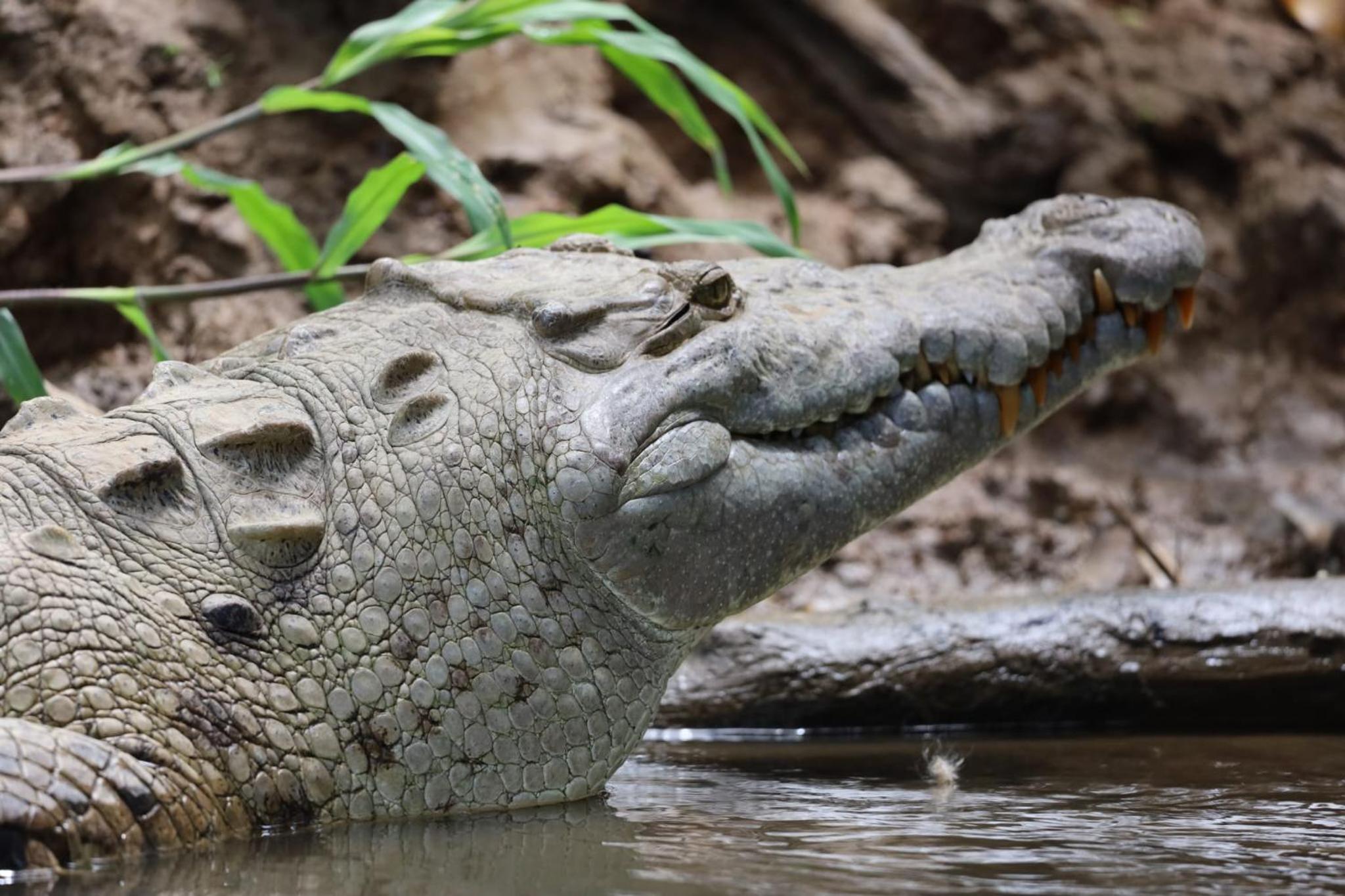 Iguanitas Lodge