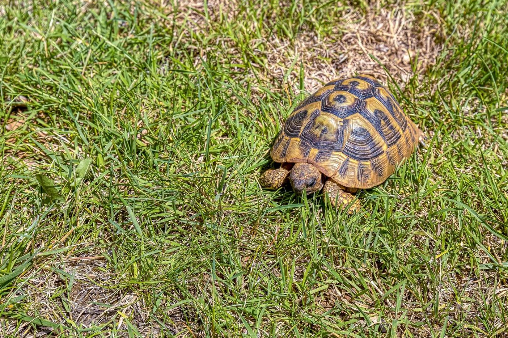 Apartment Complex Irena with Pool - Property Image 51