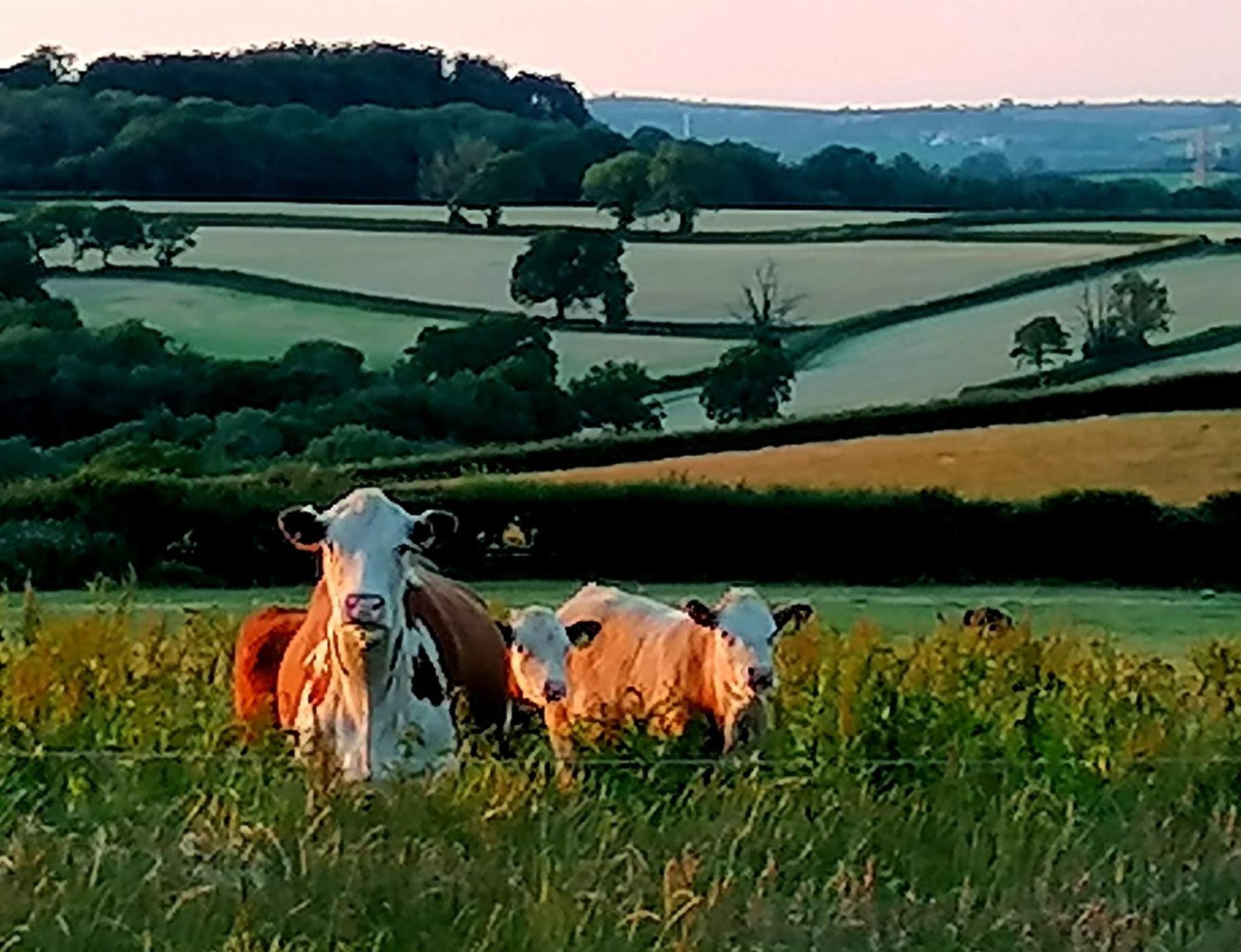 Corner Cwtch