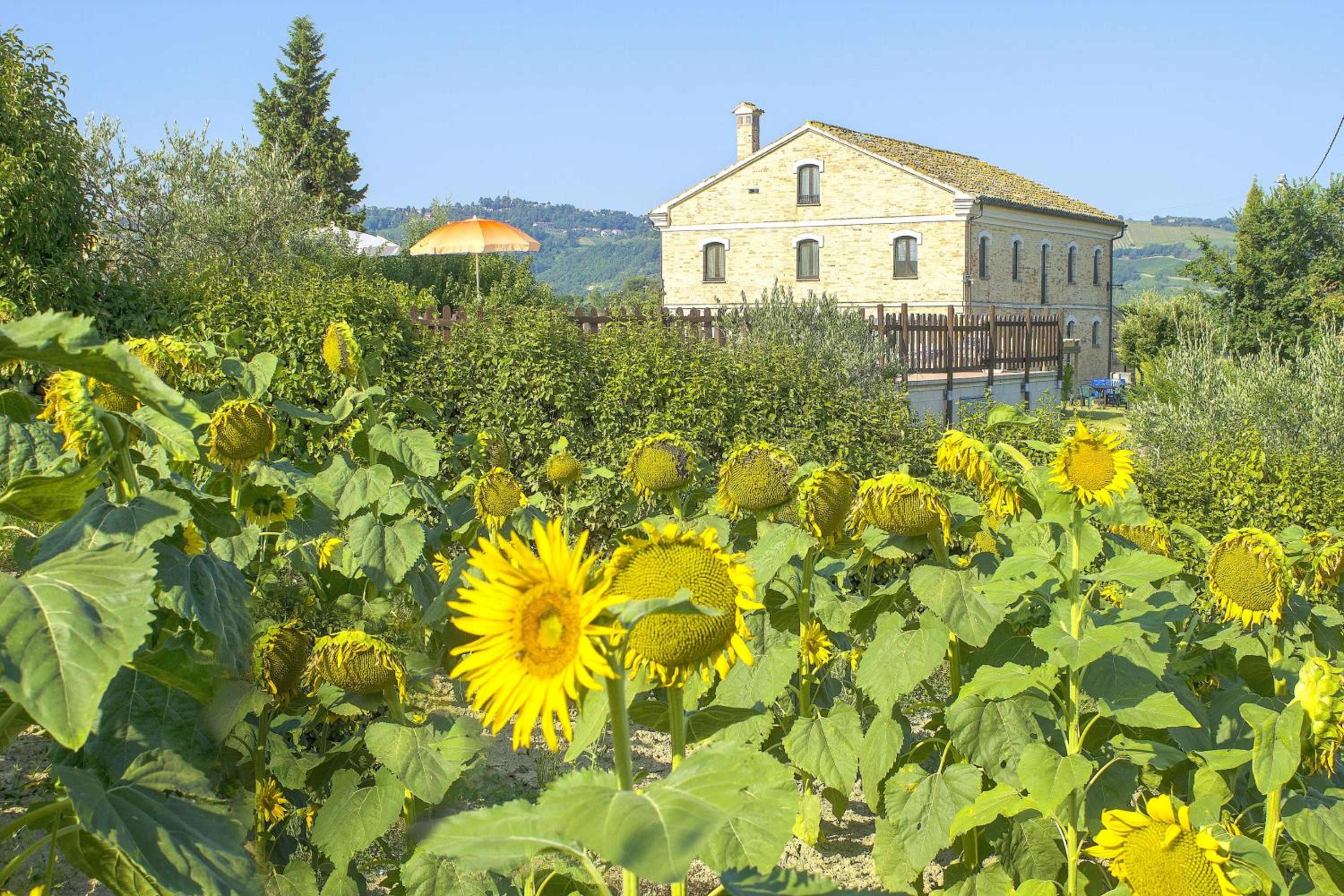 Spacious villa in Montecarotto with mountain view and pool view 5