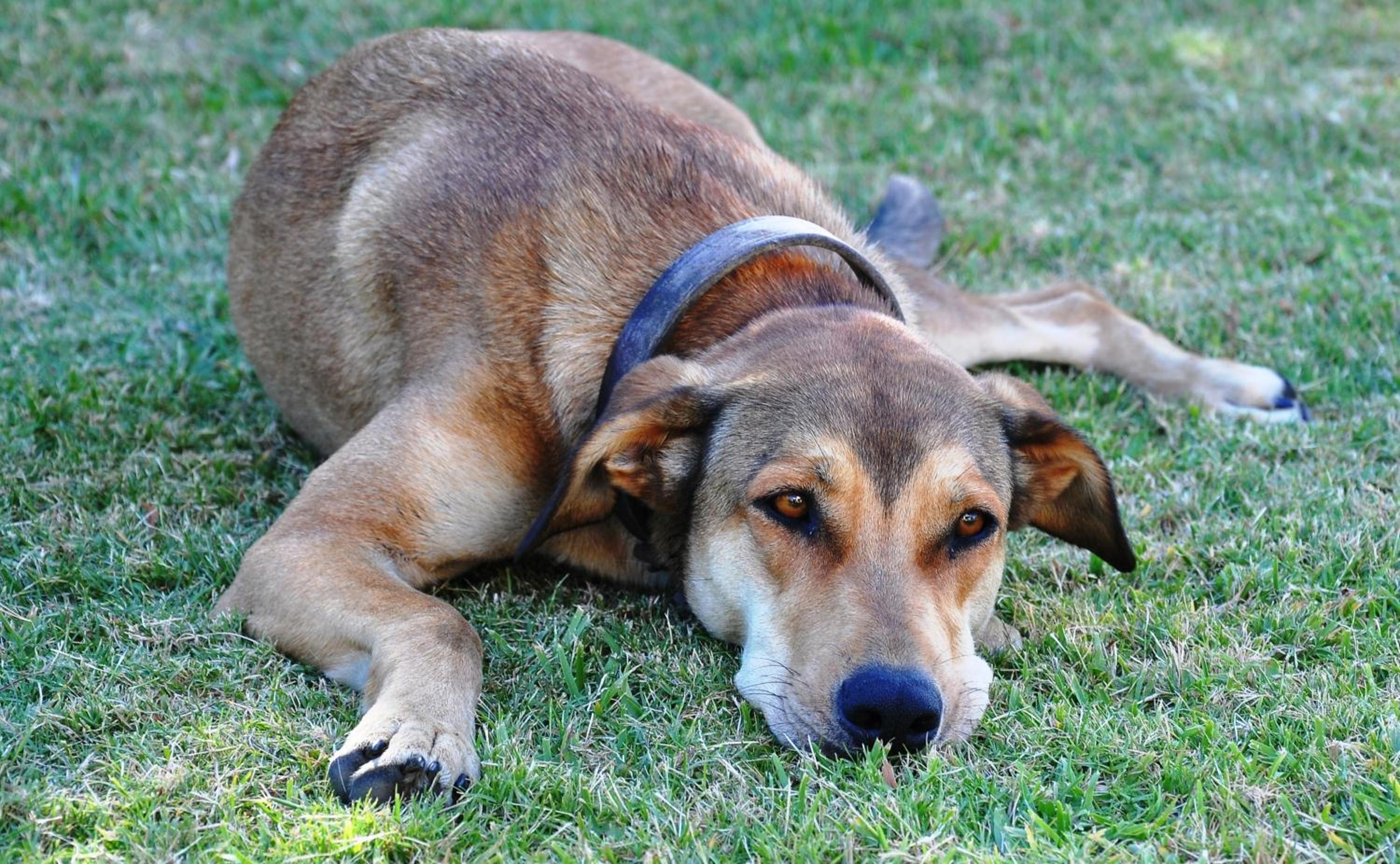 Photo 41