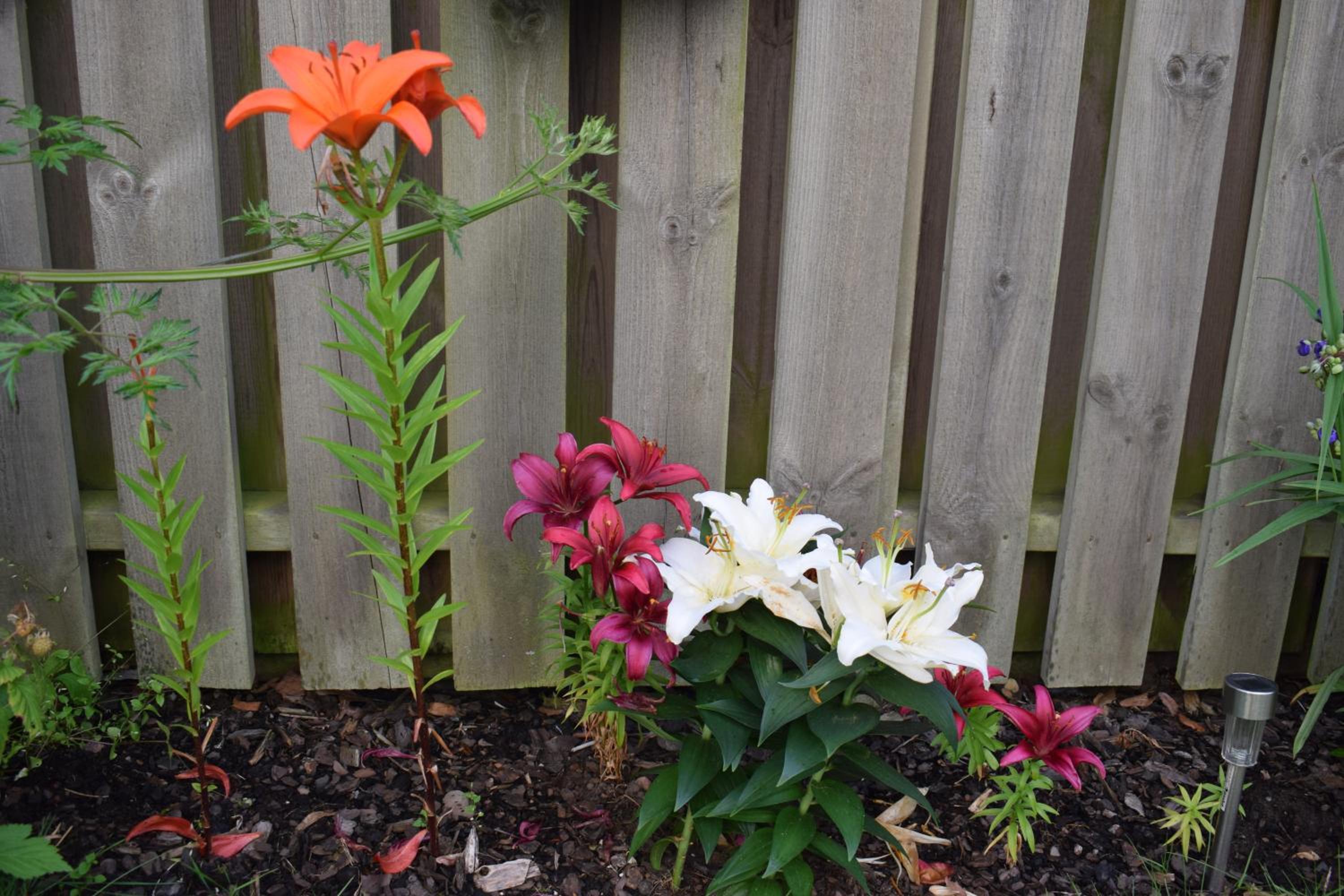 Photo 44
