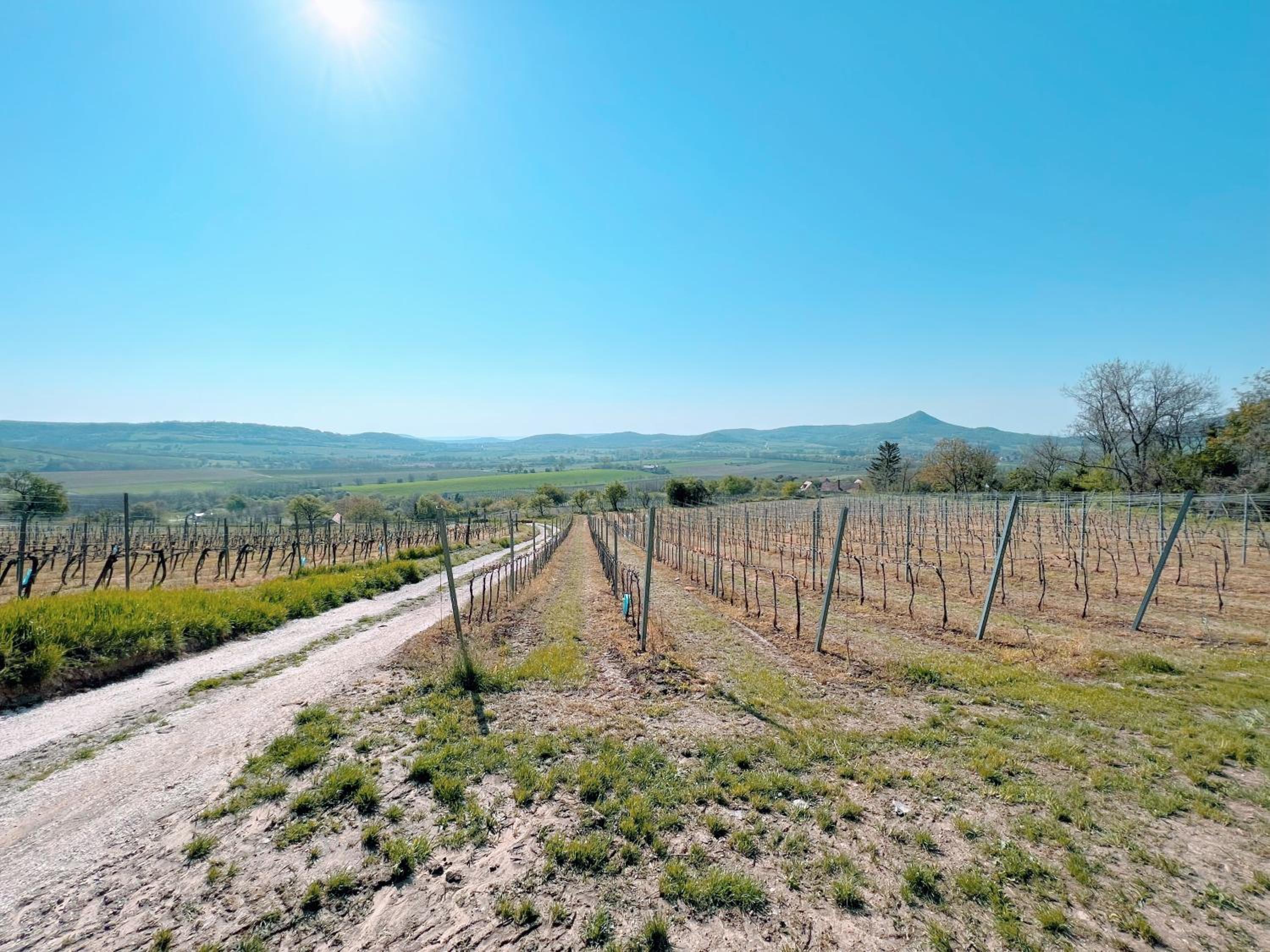 Bakos Pincészet Csobánc Bástya és Borterasz view 5