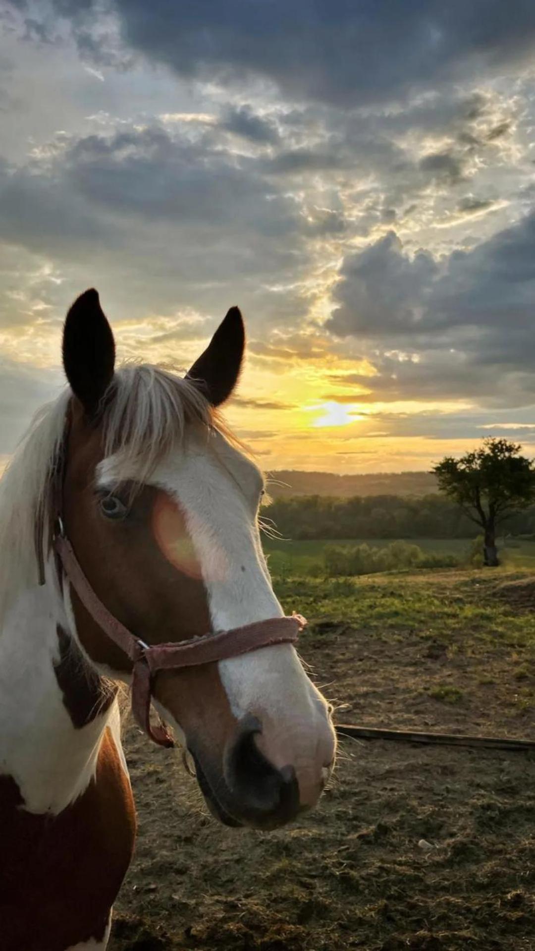 Forest Retreat&Spa