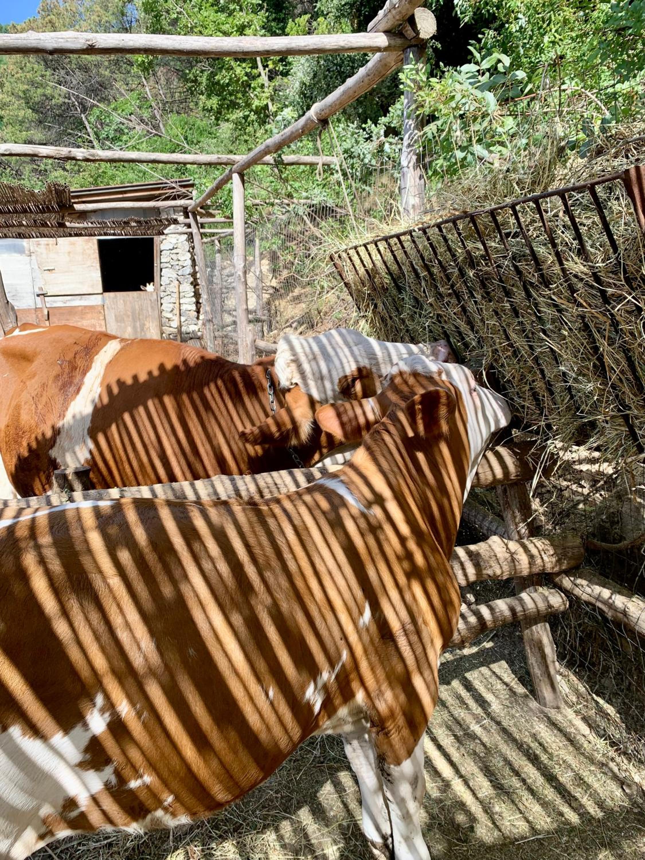 Il Giardino Dorato photo 4