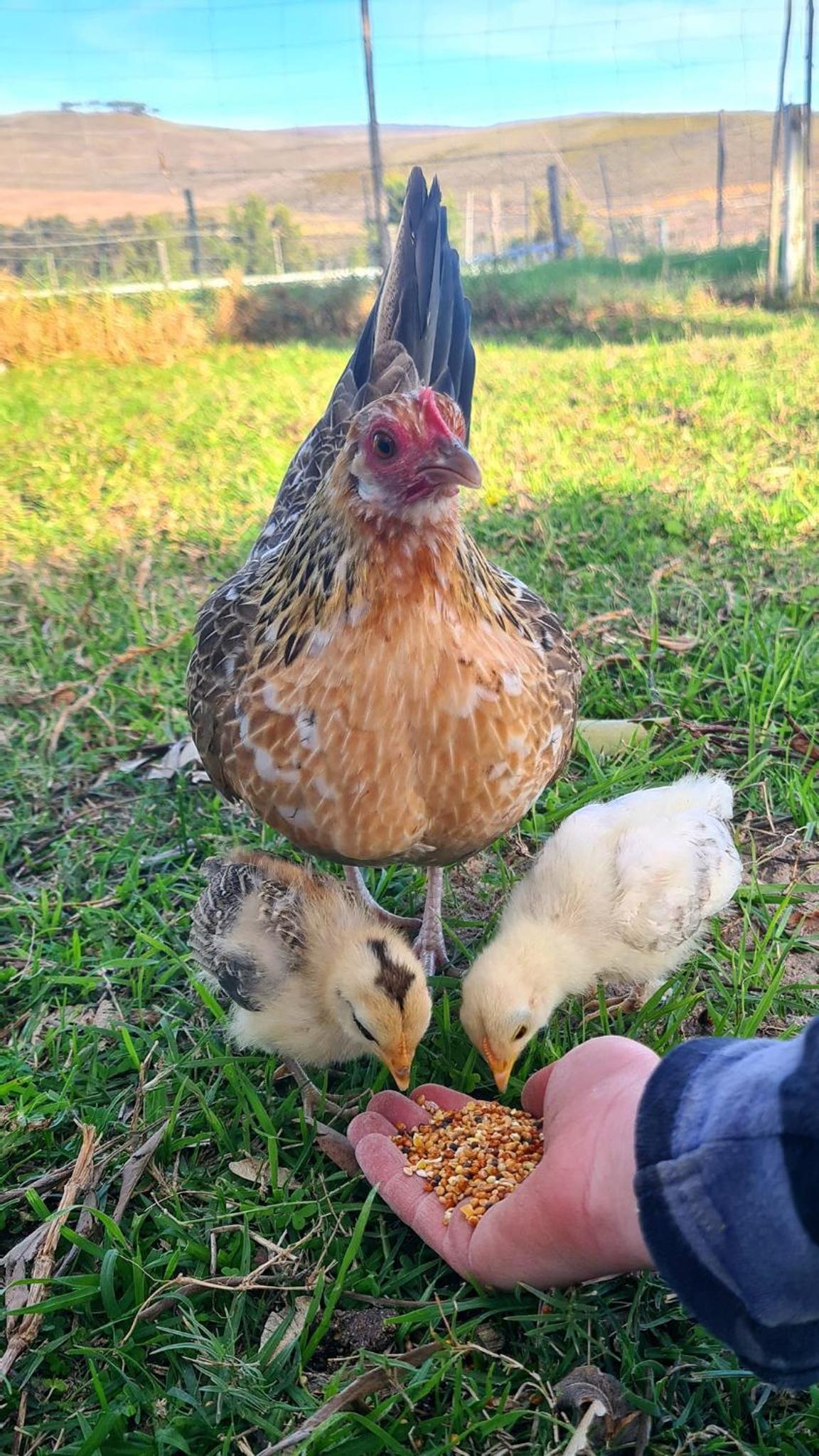 White Water Farm