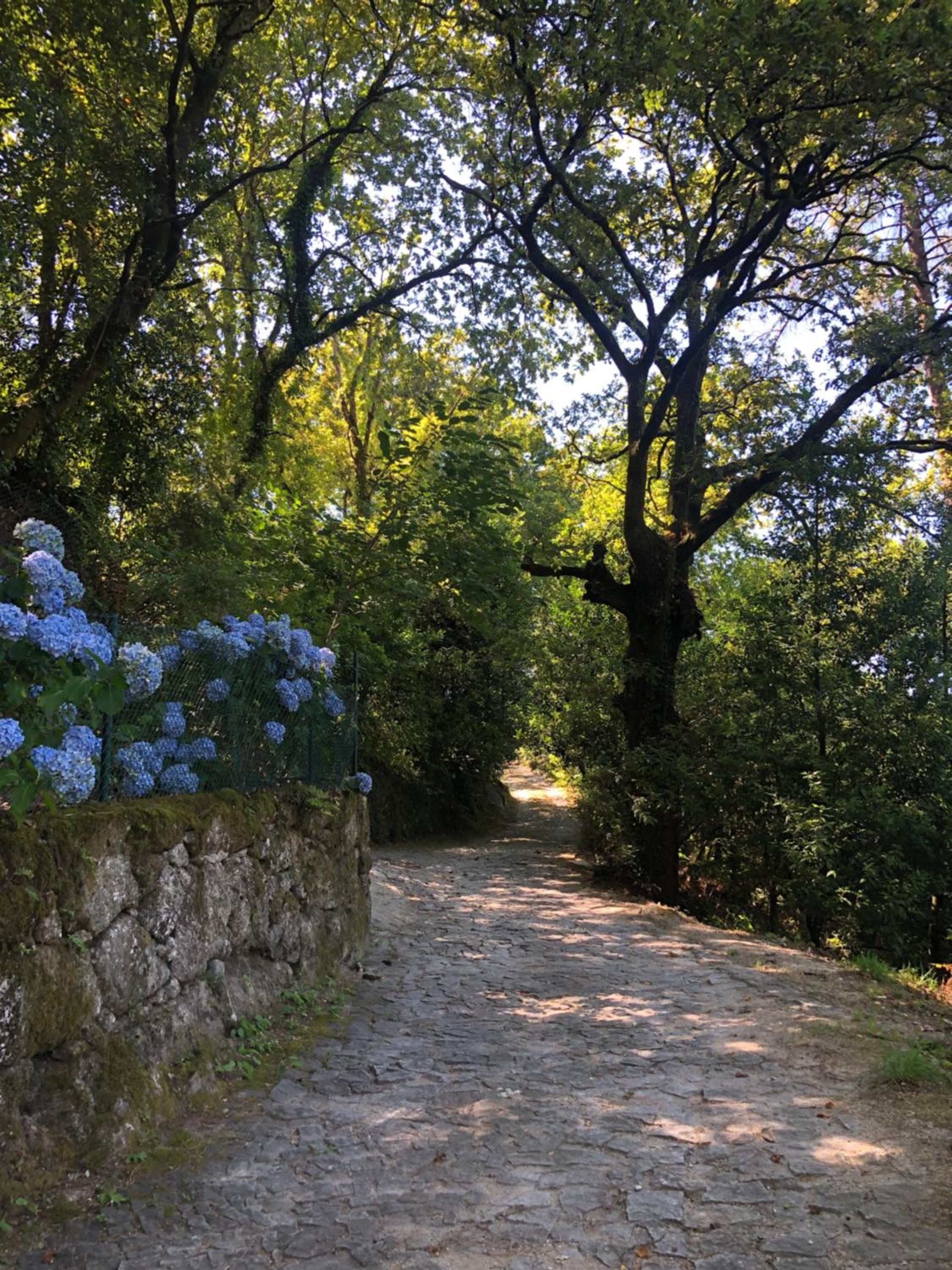 Sobreiro Valley - Casa Firmino