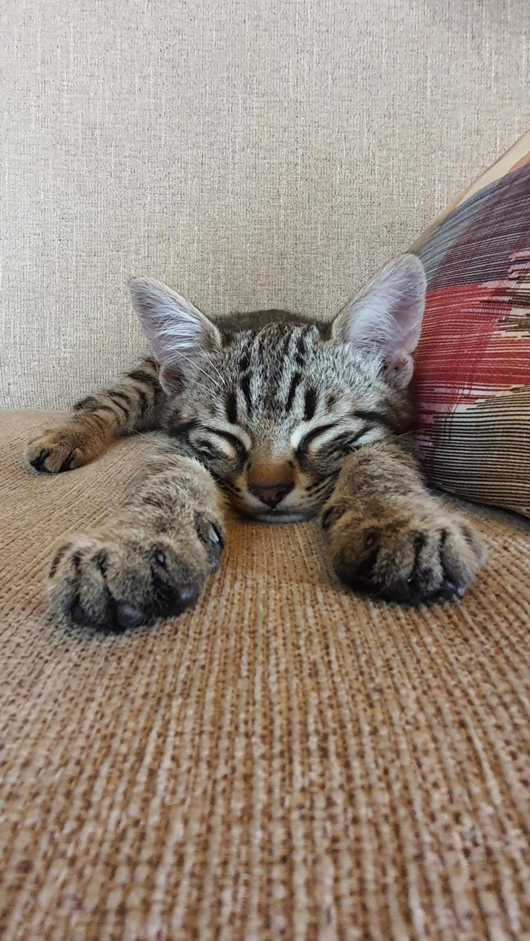 Karadut Cave Hotel - Image 40