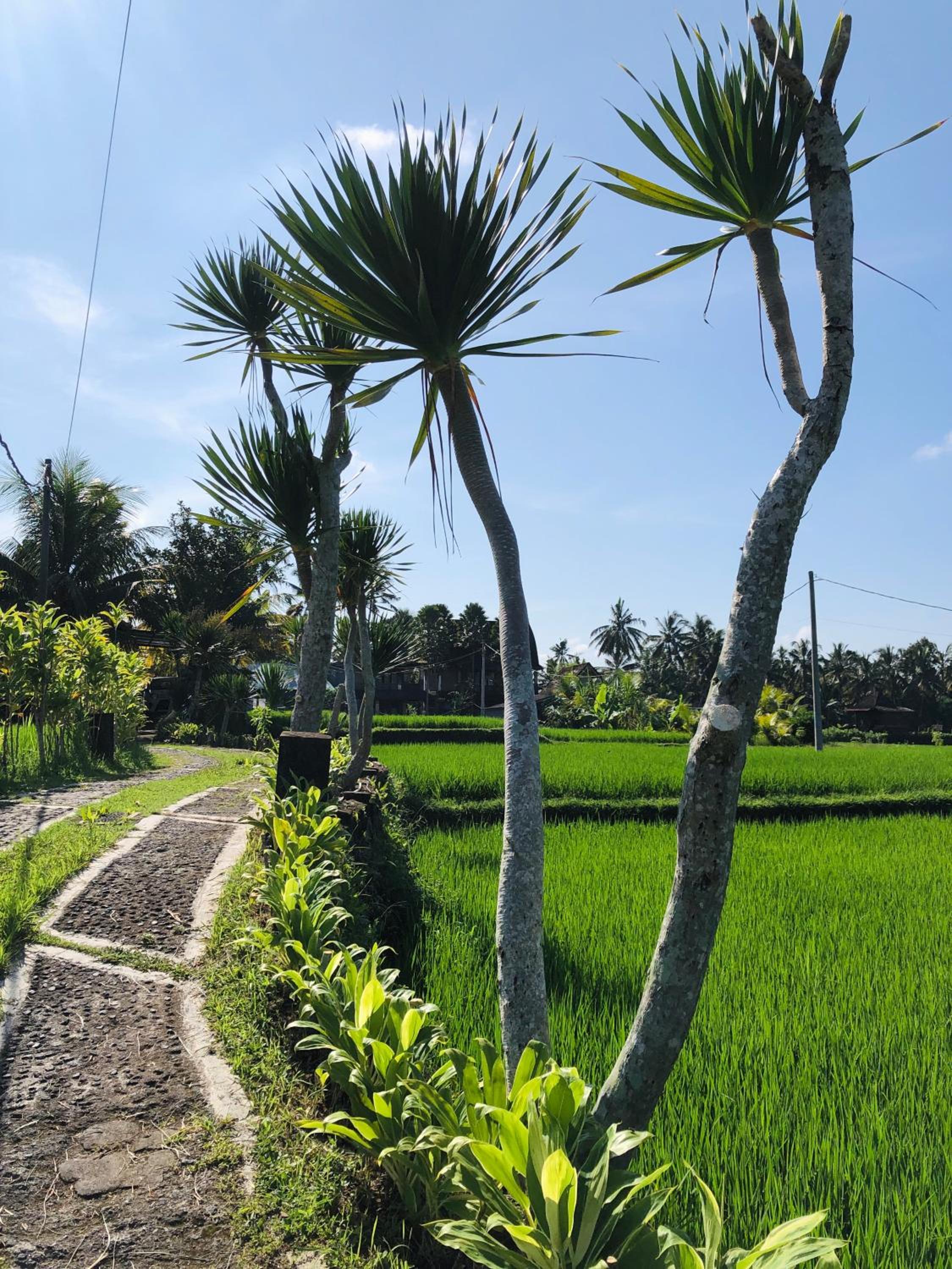 Villa JJ and Spa Ubud