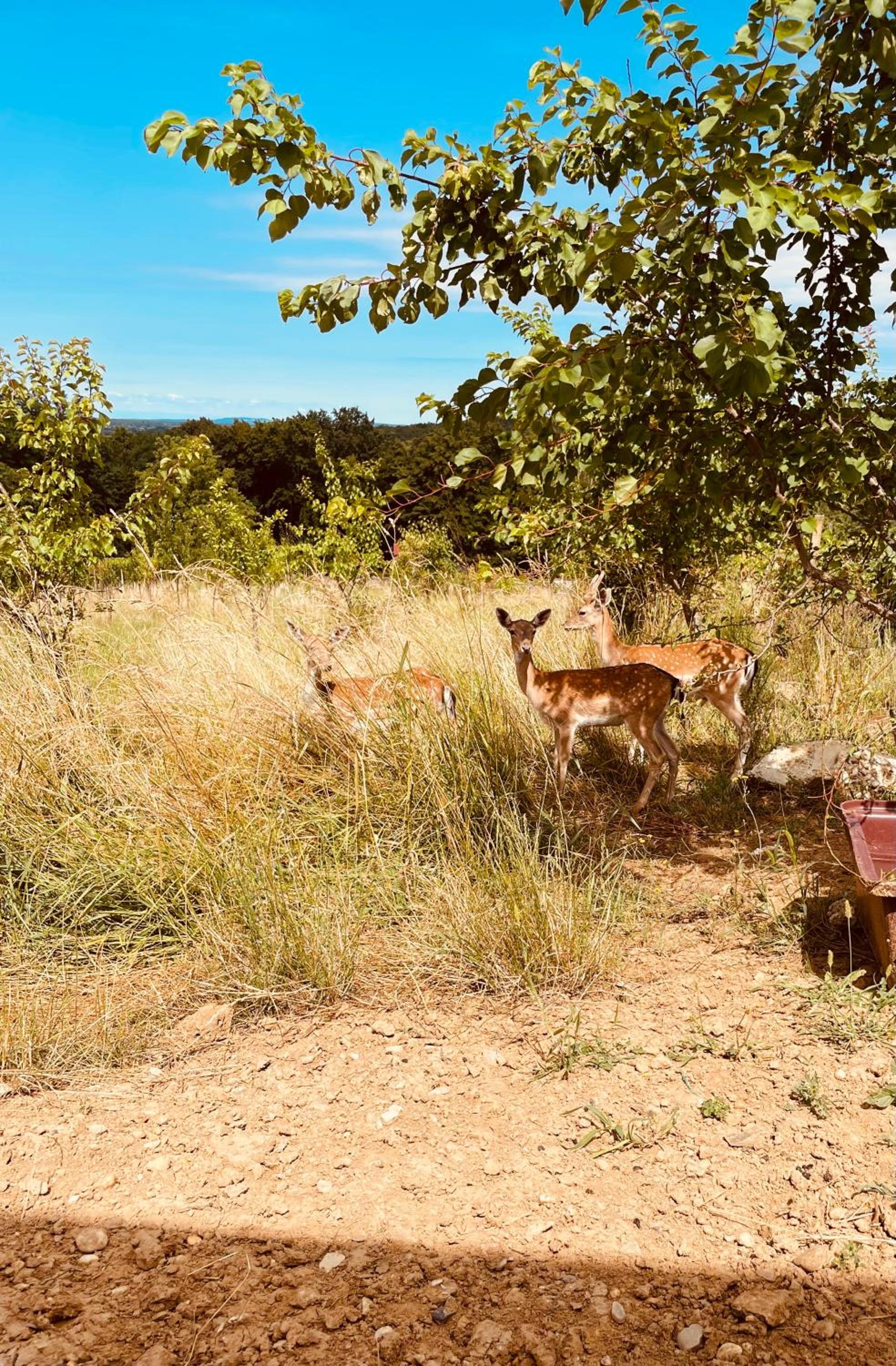 Photo 29
