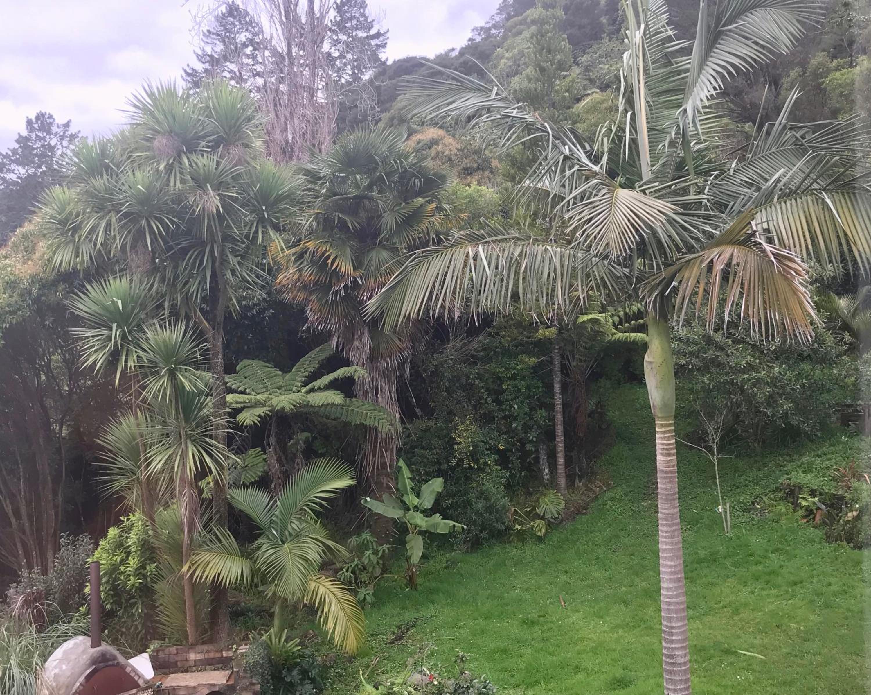 Fantail Hill