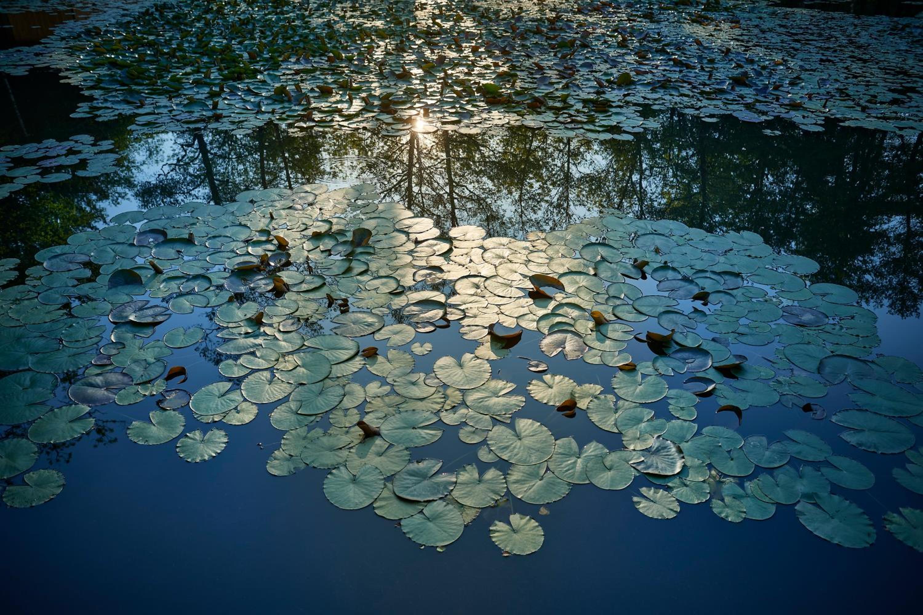 Pikol Lake Village Wine Estate, photo 11