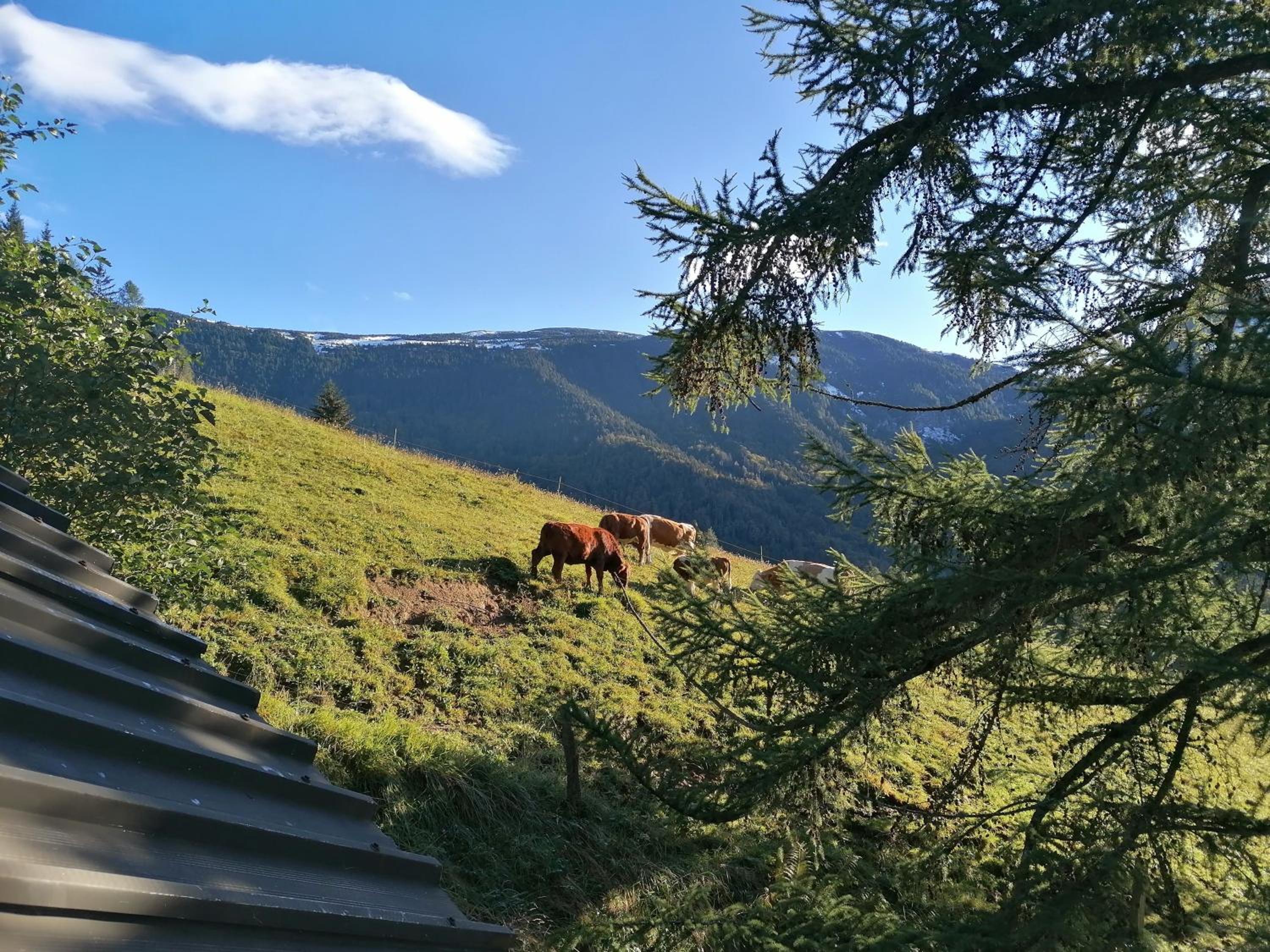 Karavanke mountain hut view 5