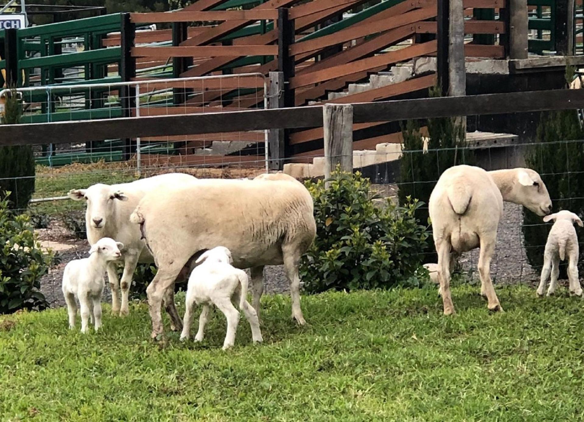 The Dairy Sojourn Kangaroo Valley