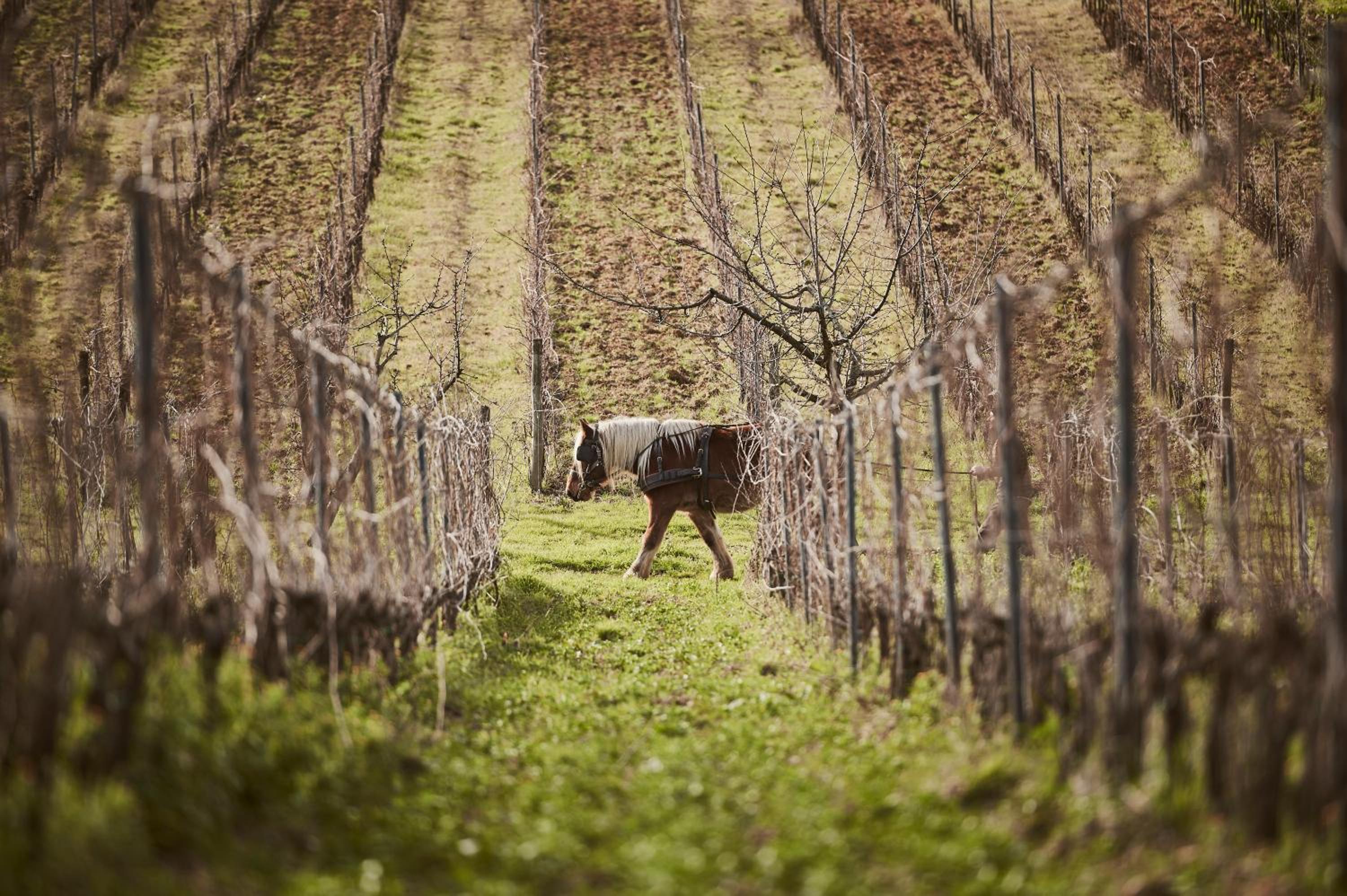 Agriturismo Gli Archi