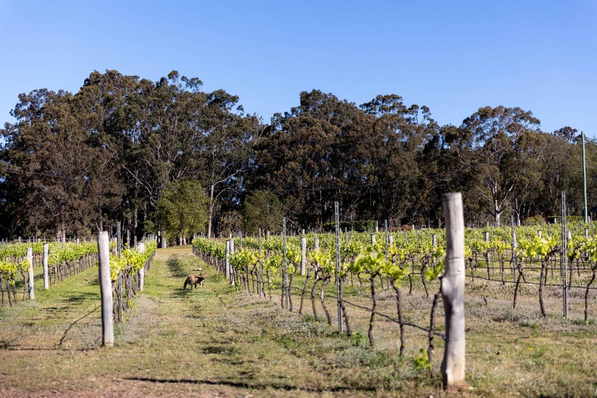 Brokenback Vineyard Cottage
