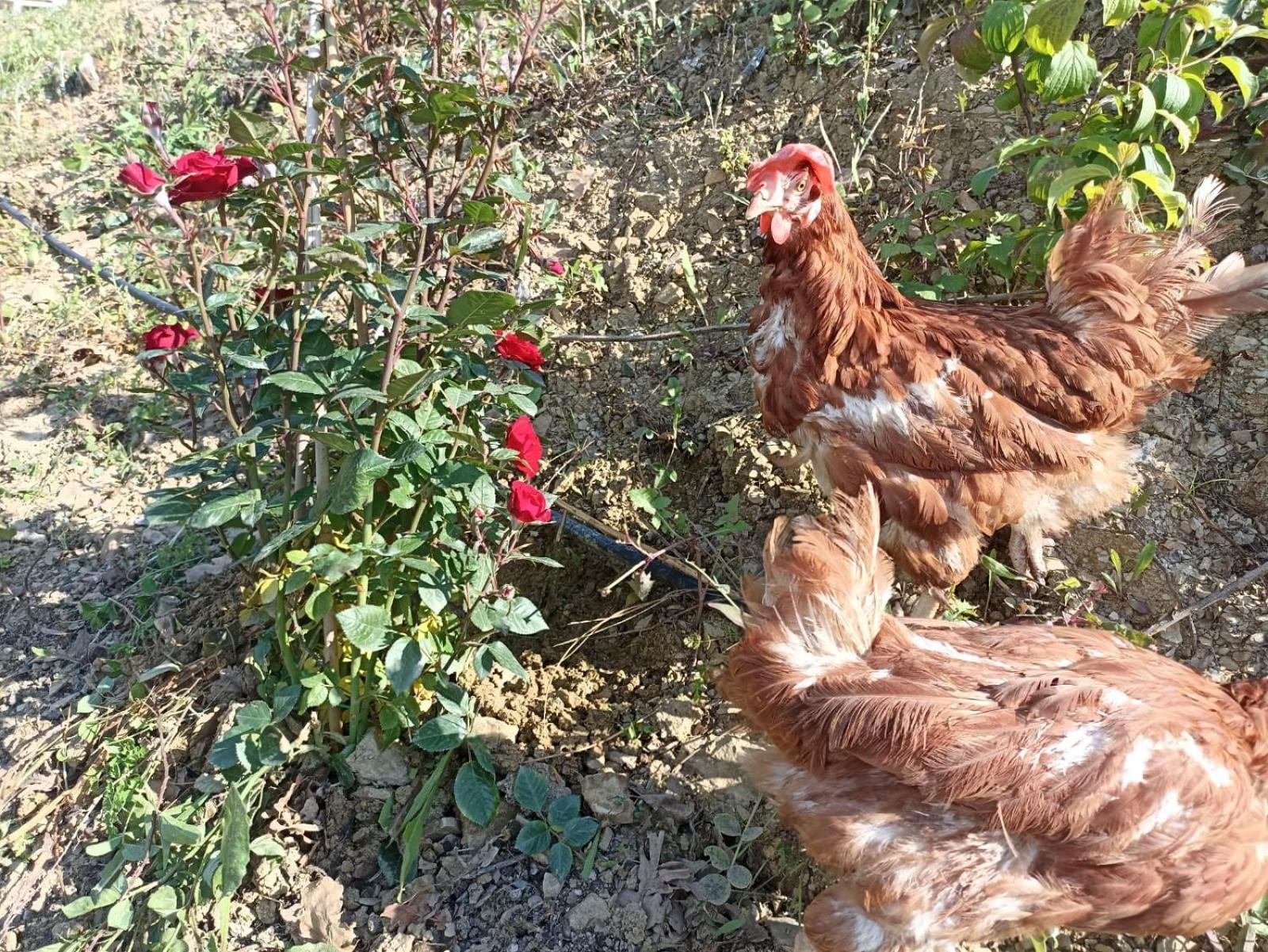 Dimora dei Cardinali