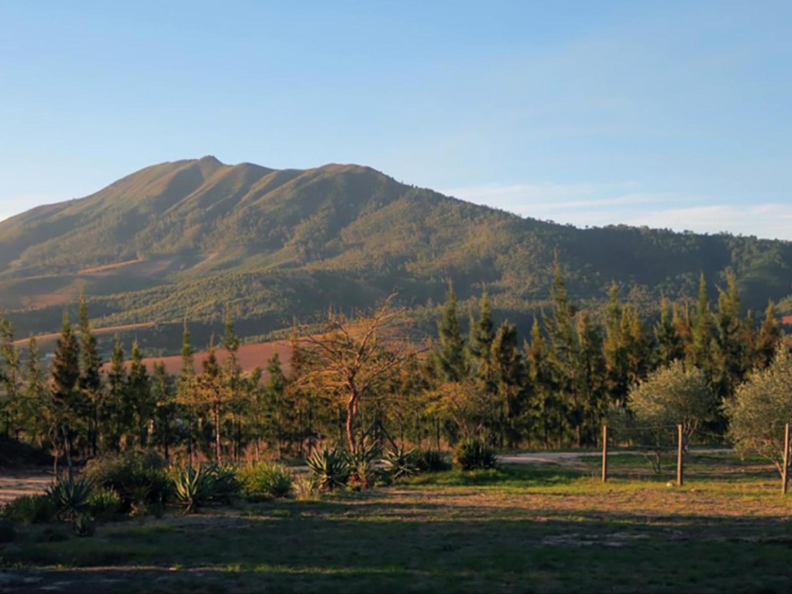 Bains View Olive and Guest Farm view 3