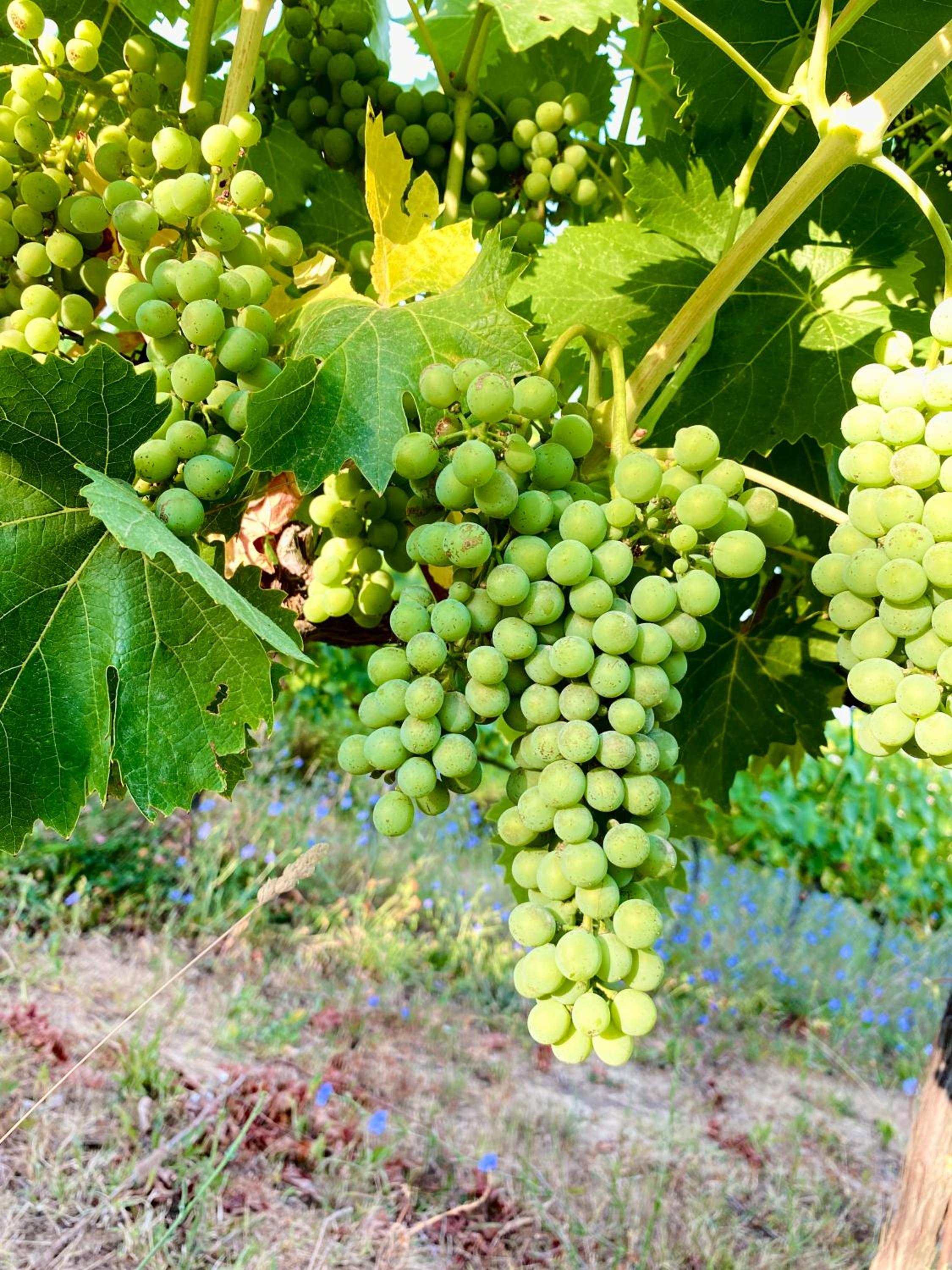 Agriturismo I Moricci