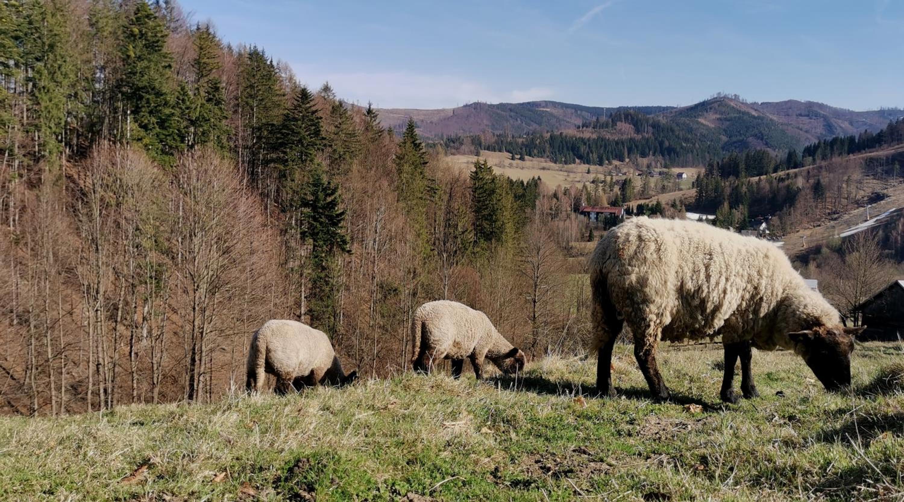 Penzion Rzehaczek