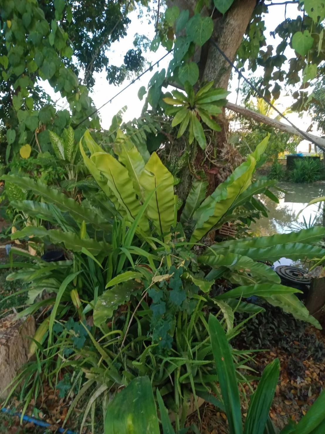Photo 46