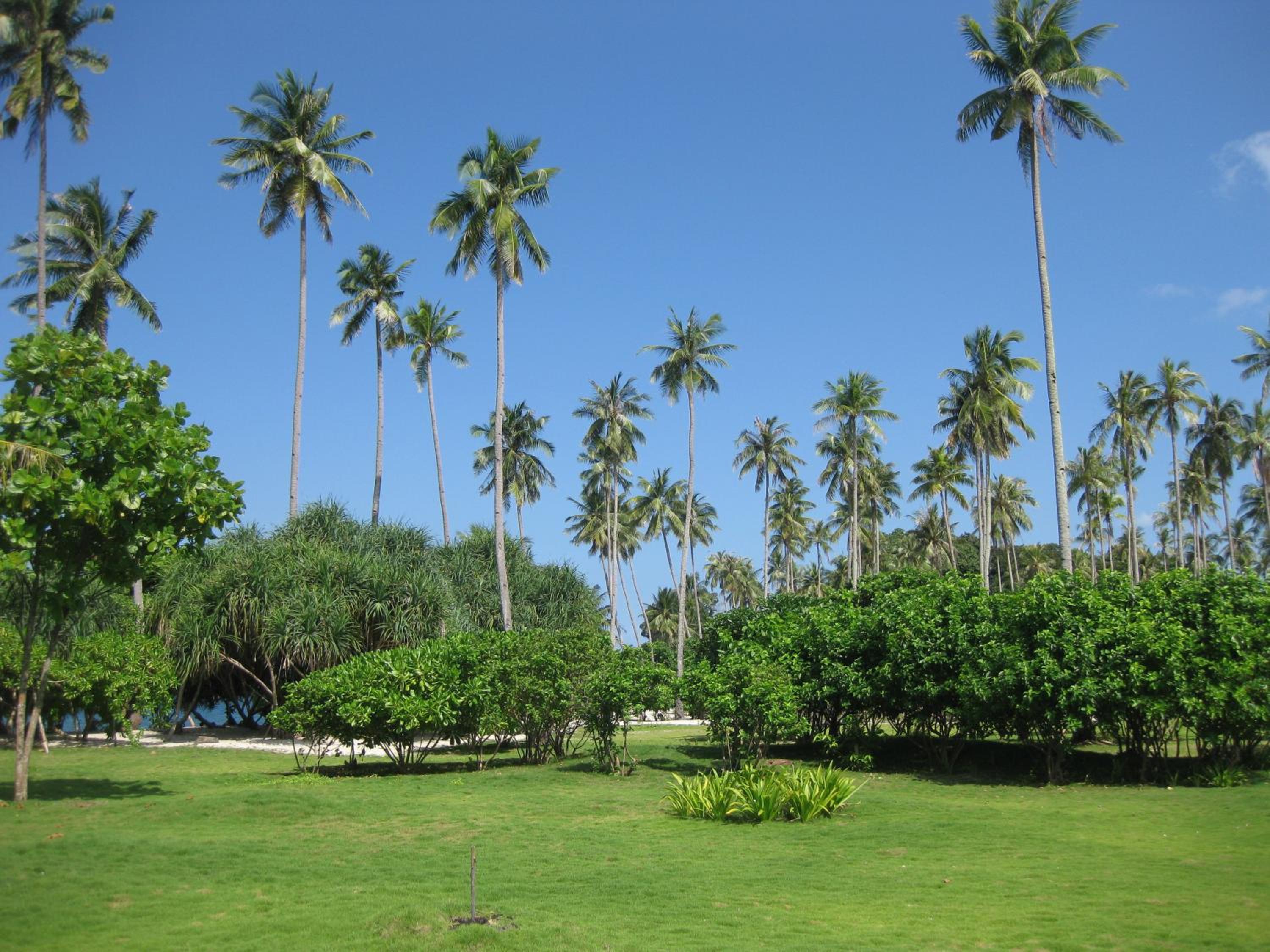 Trikora Beach Club and Resort view 5