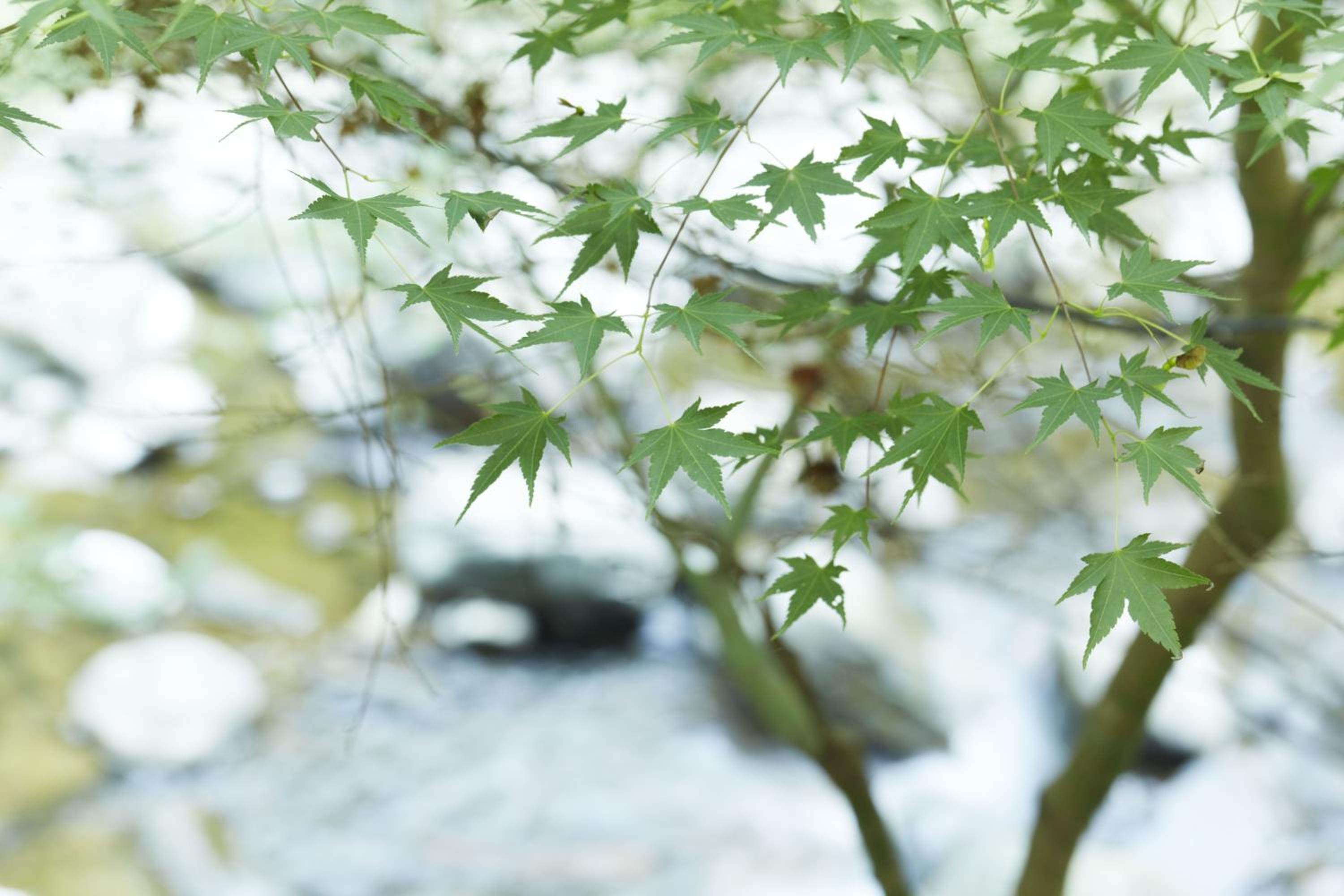 Fudoguchikan, photo 10