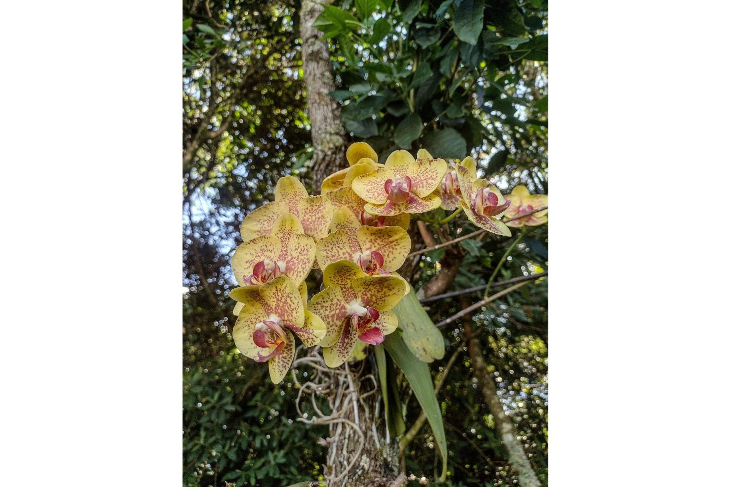 Pousada Chalé Terra Viva