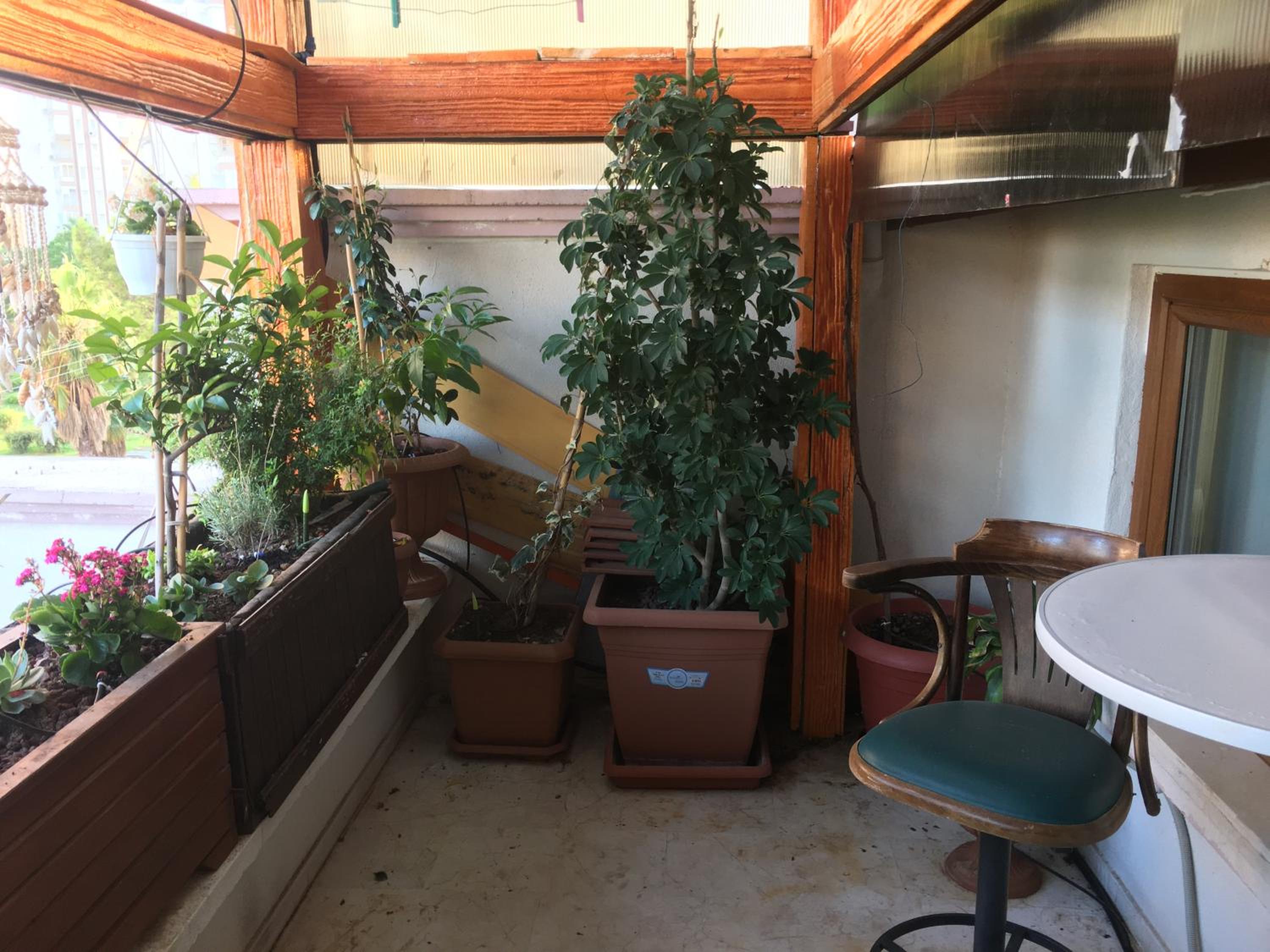 Orange Garden