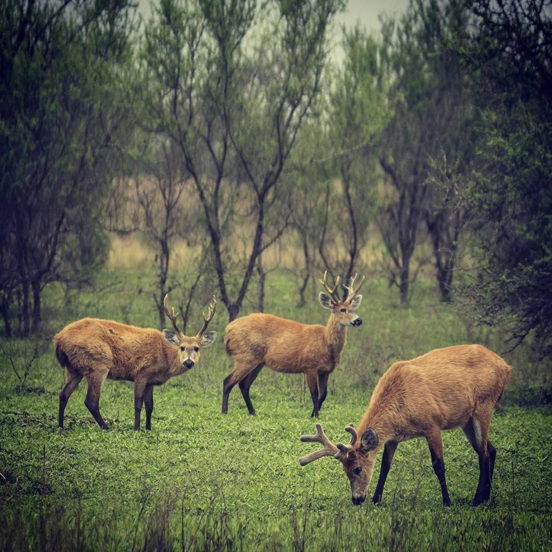 Estancia Iberá