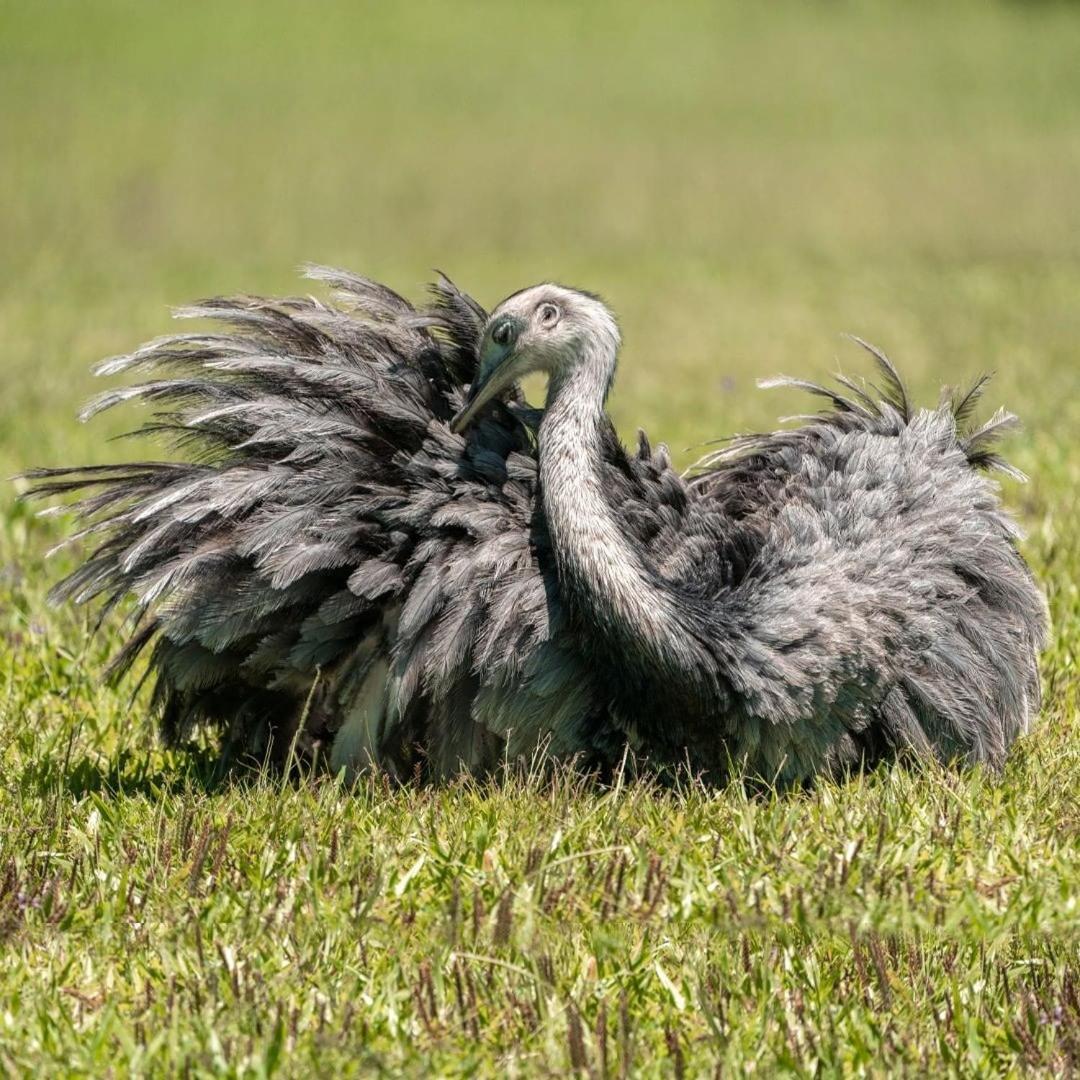 Estancia Iberá