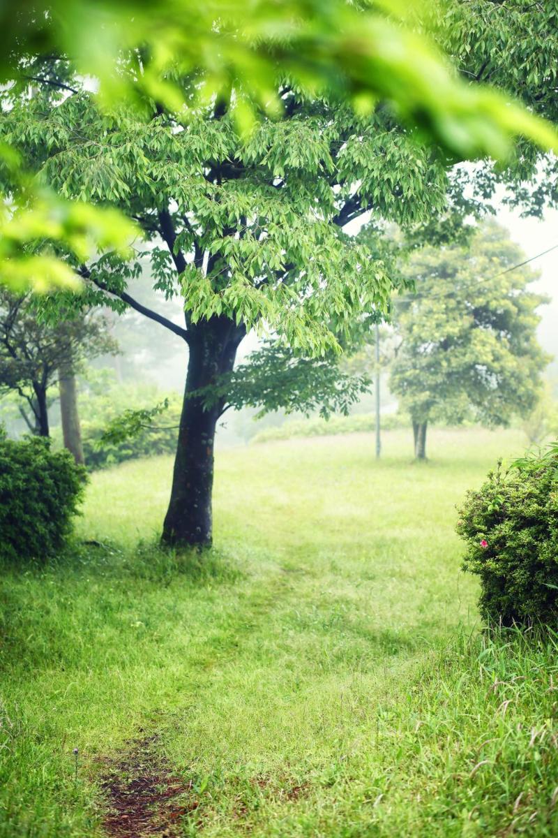 garden