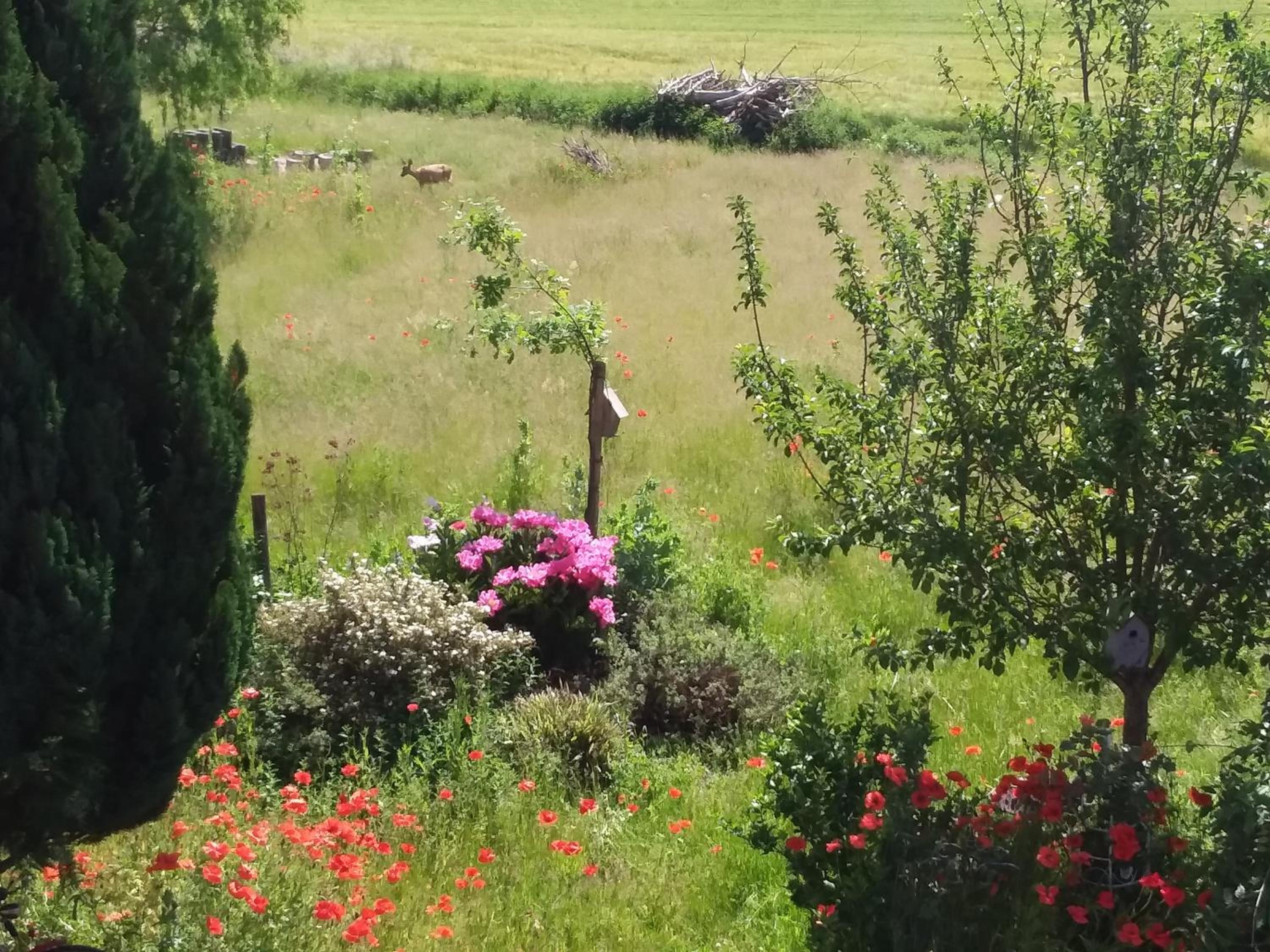 Haus Rosengarten- Ruhige Ferienwohnungen im Grünen